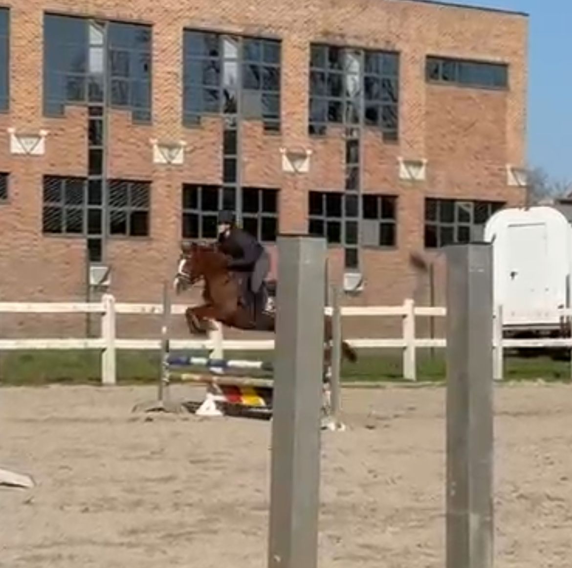 bwp allround-pony merrie 5 years old vos for sale - Photo 3