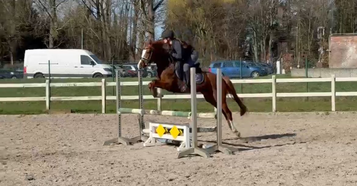 bwp allround-pony merrie 5 years old vos for sale - Photo 4