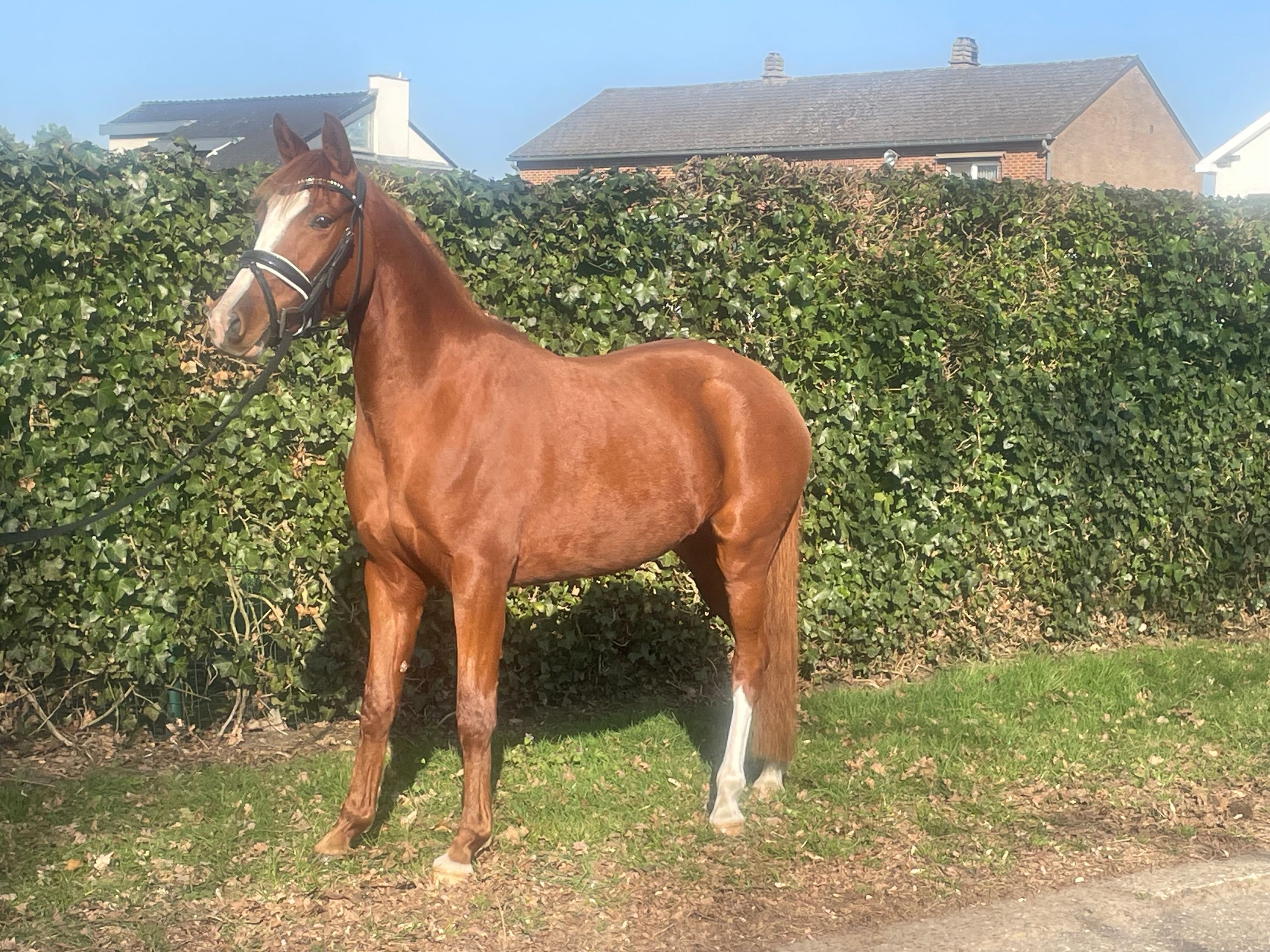 bwp allround-pony merrie 5 years old vos for sale - Photo 2