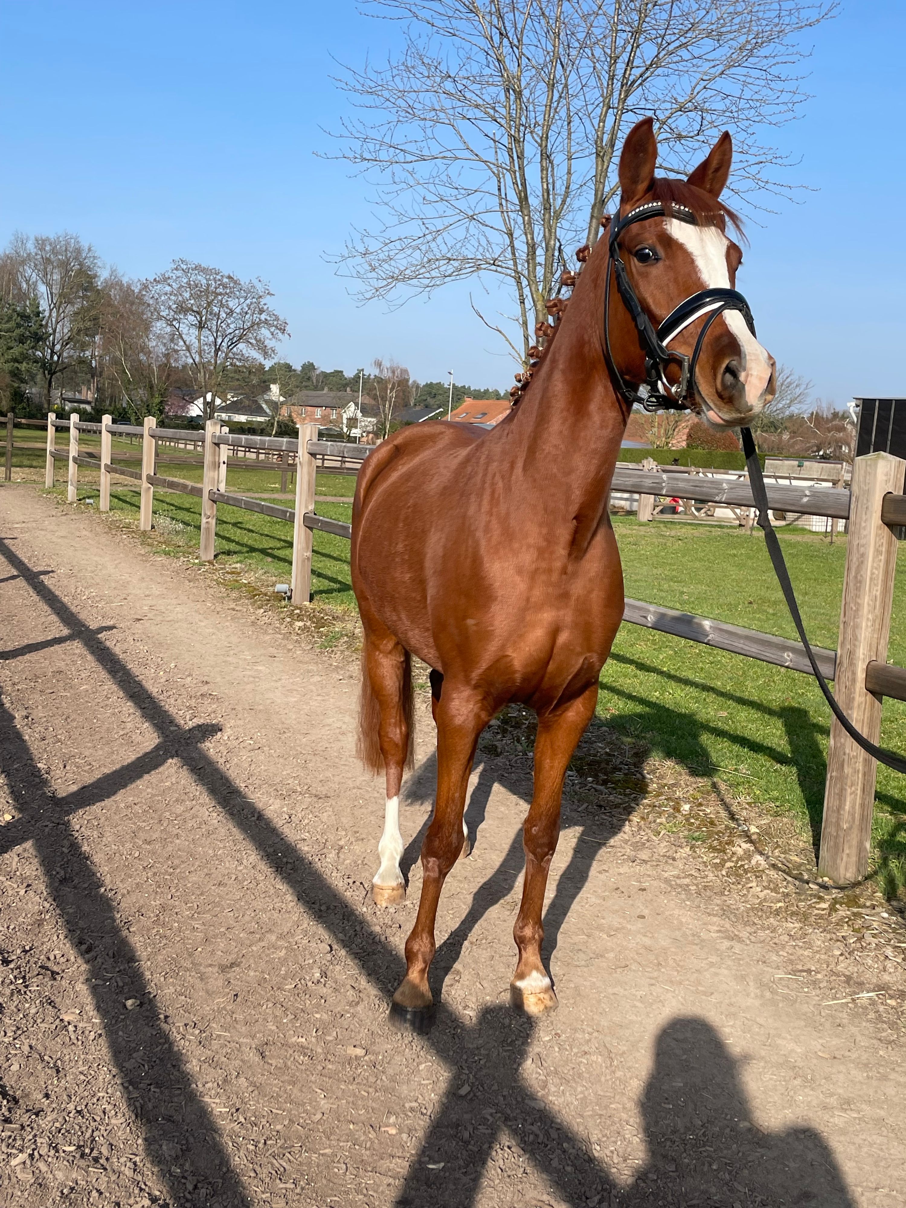 5-year-old BRP mare – 1.44 m