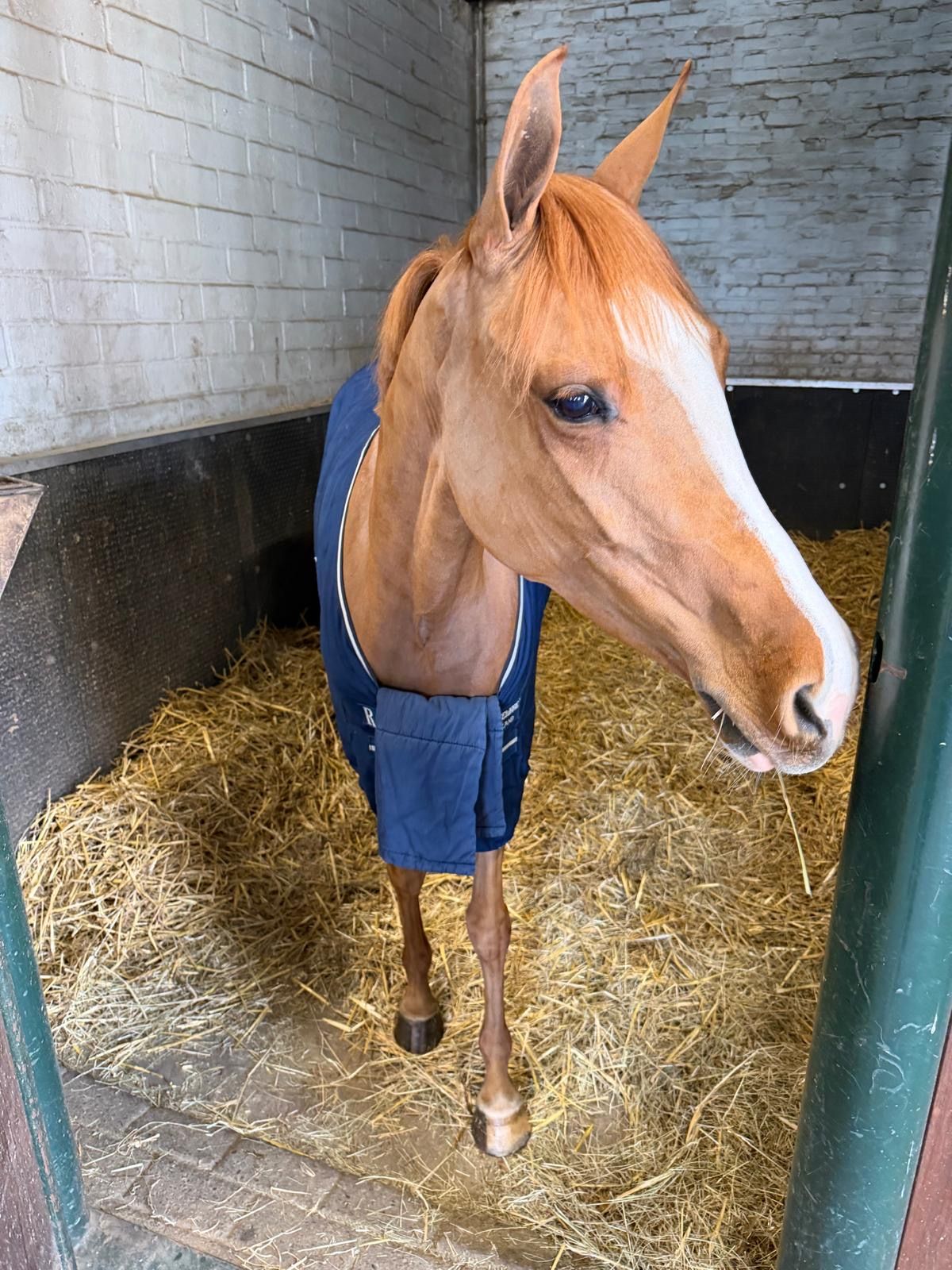 bwp allround-pony merrie 5 years old vos for sale - Photo 5