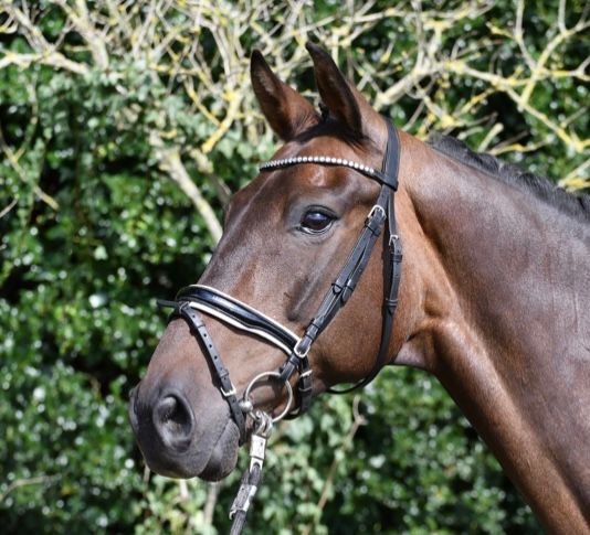 kwpn dressuurpaard ruin 11 Jahre alt donkerbruin zu verkaufen - Foto 2