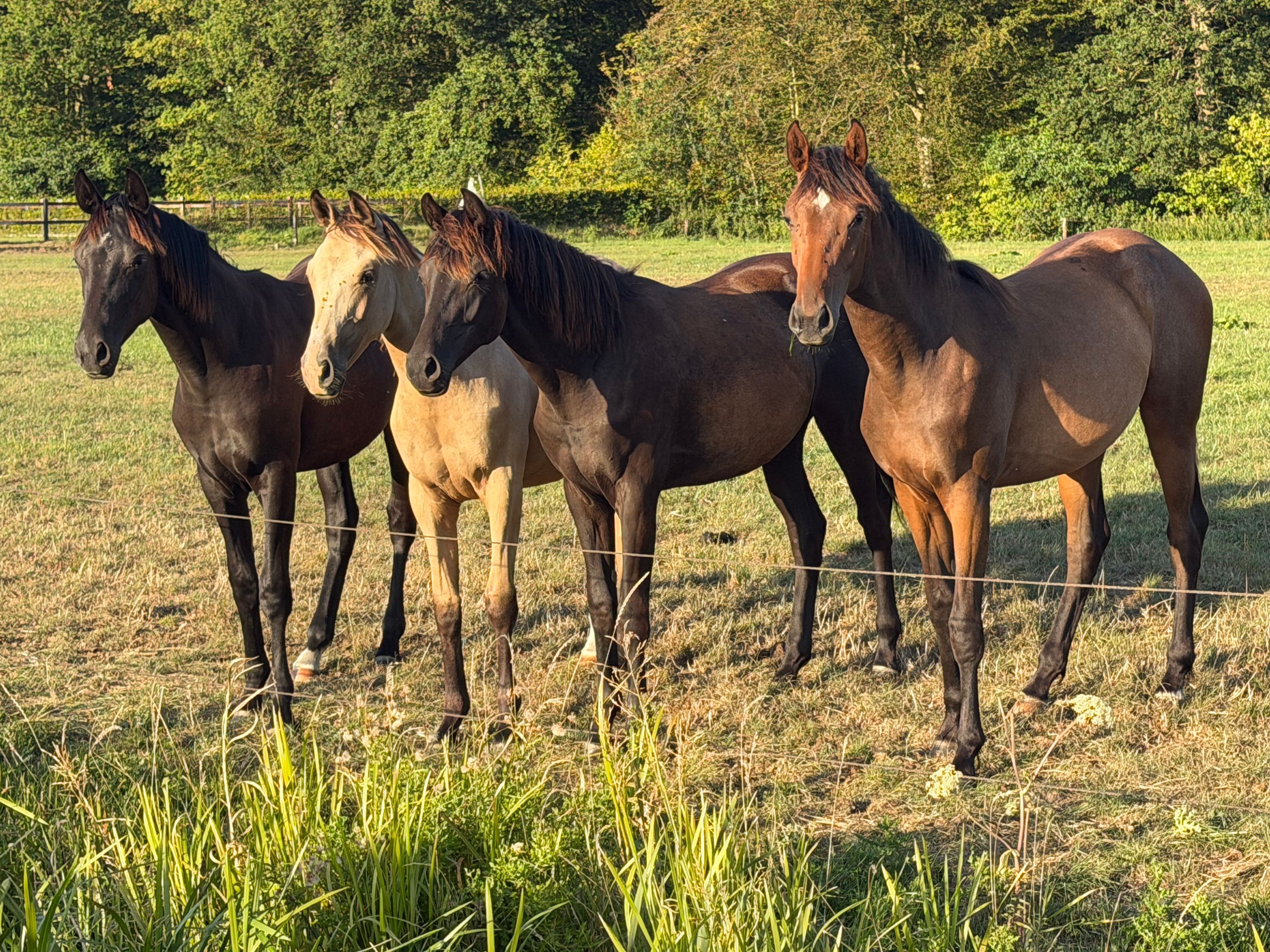 kwpn dressuurpaard merrie 1 Jahre alt zwart zu verkaufen - Foto 3