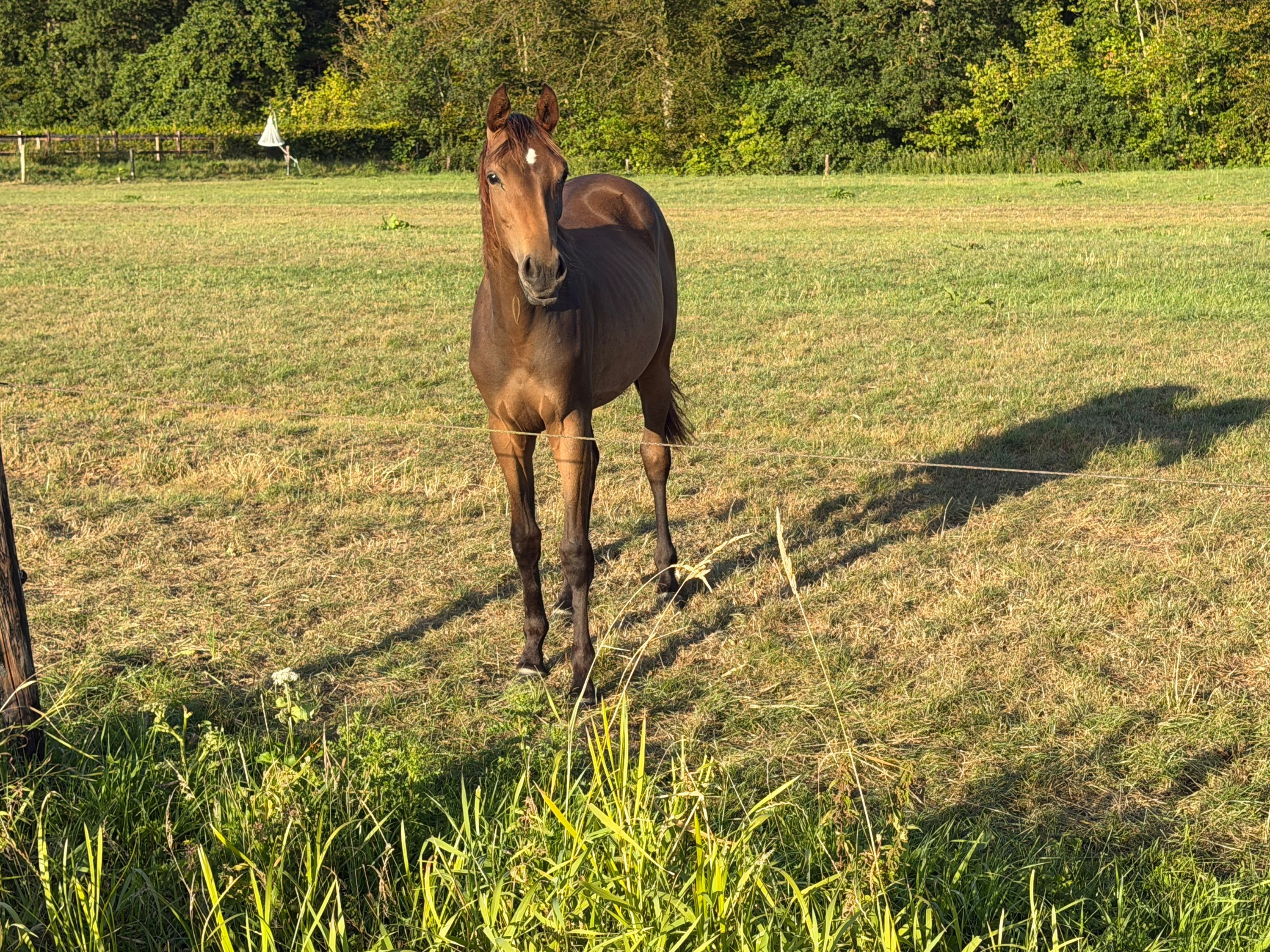 kwpn dressuurpaard merrie 1 Jahre alt zwart zu verkaufen - Foto 2