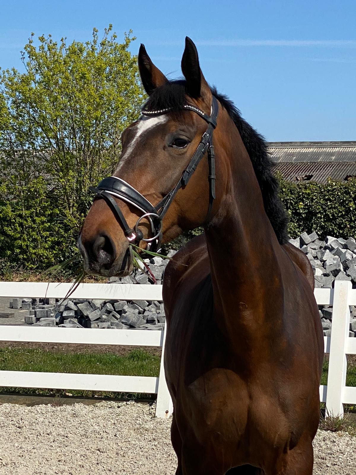 kwpn dressuurpaard merrie 10 Jahre alt donkerbruin zu verkaufen - Foto 4