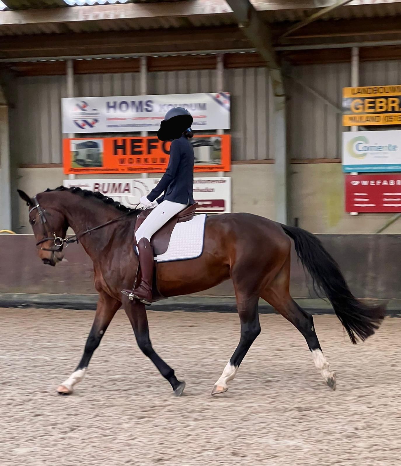 kwpn dressuurpaard merrie 10 Jahre alt donkerbruin zu verkaufen - Foto 2
