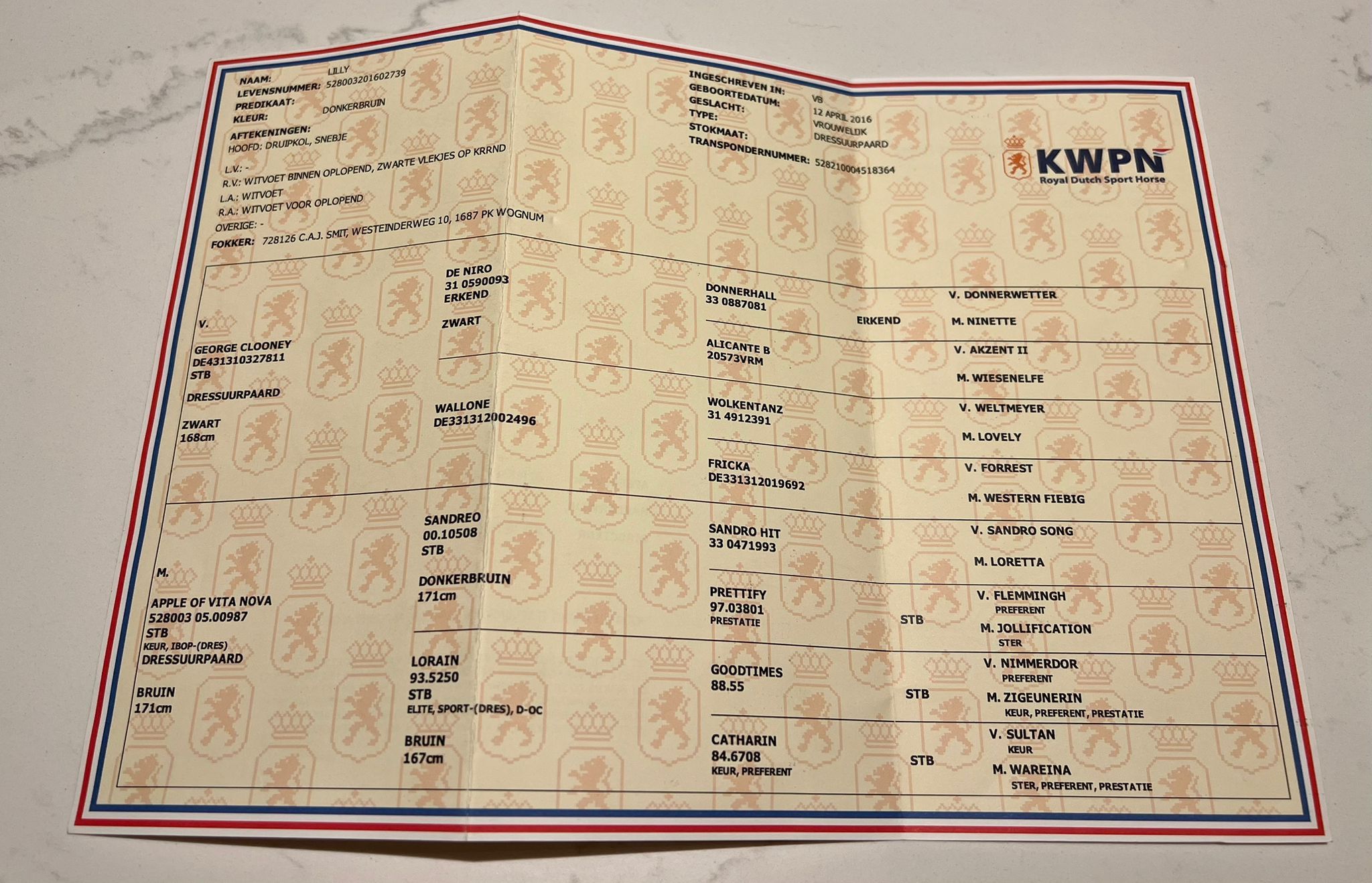 kwpn dressuurpaard merrie 10 Jahre alt donkerbruin zu verkaufen - Foto 6