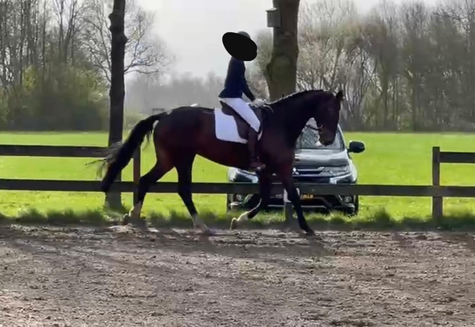 kwpn dressuurpaard merrie 10 Jahre alt donkerbruin zu verkaufen - Foto 5