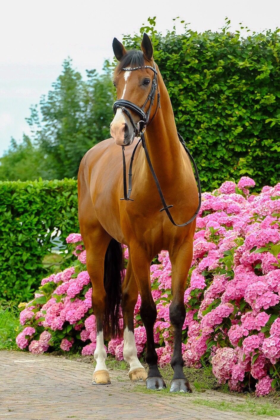 🌟 Talentes Dressurpony zu verkaufen 🌟