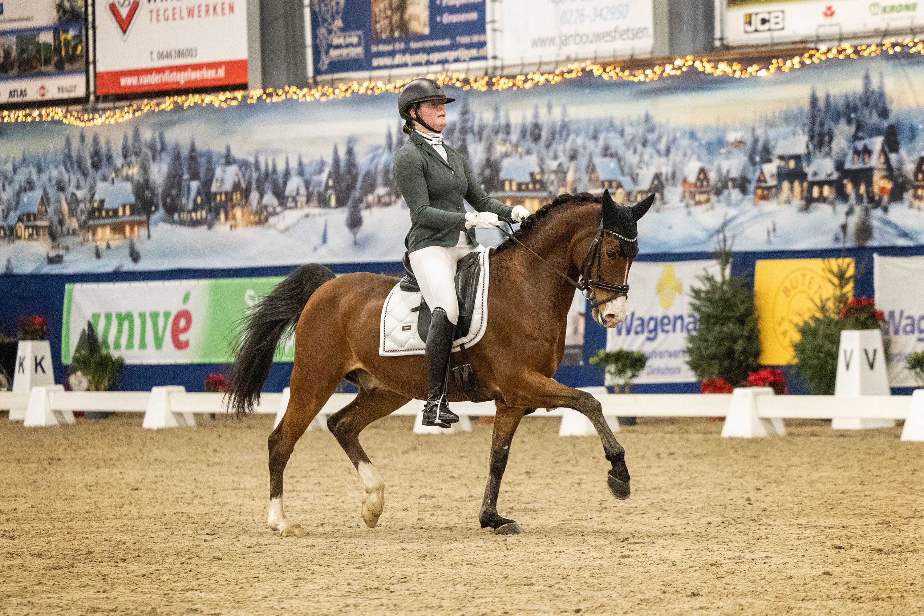 welsh dressuurpony ruin 10 Jahre alt bruin zu verkaufen - Foto 4