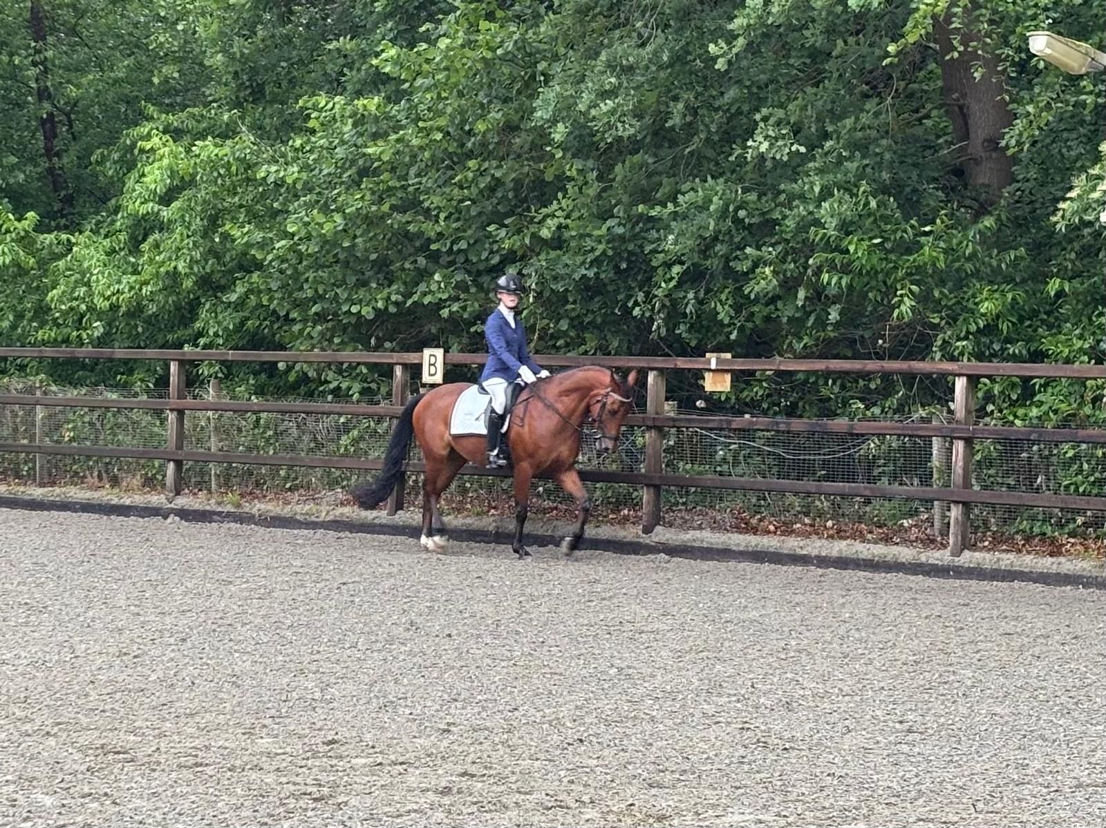 new-forest allround-pony ruin 7 years old bruin for sale - Photo 5