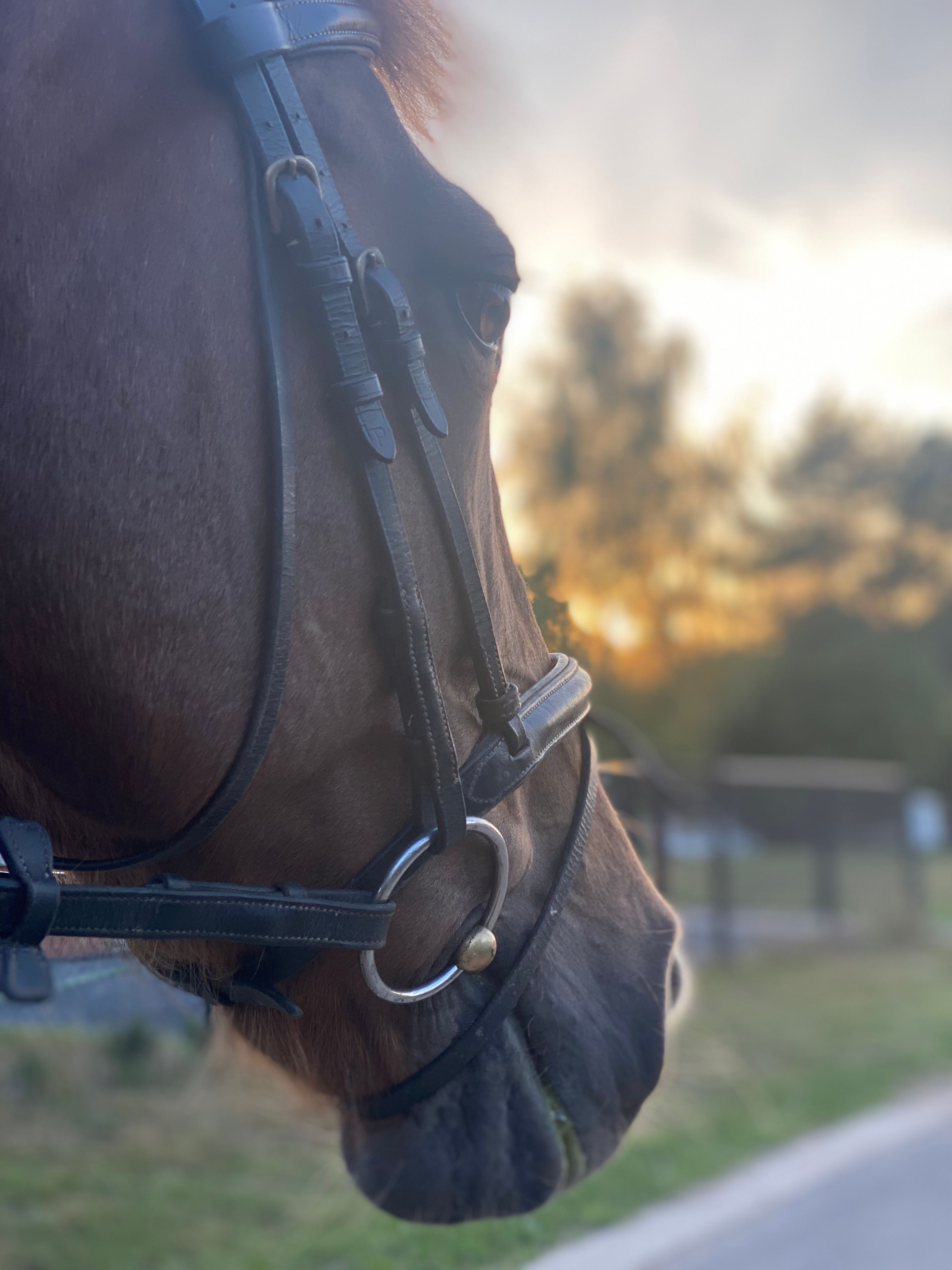 springpony merrie 17 Jahre alt vos zu verkaufen - Foto 4