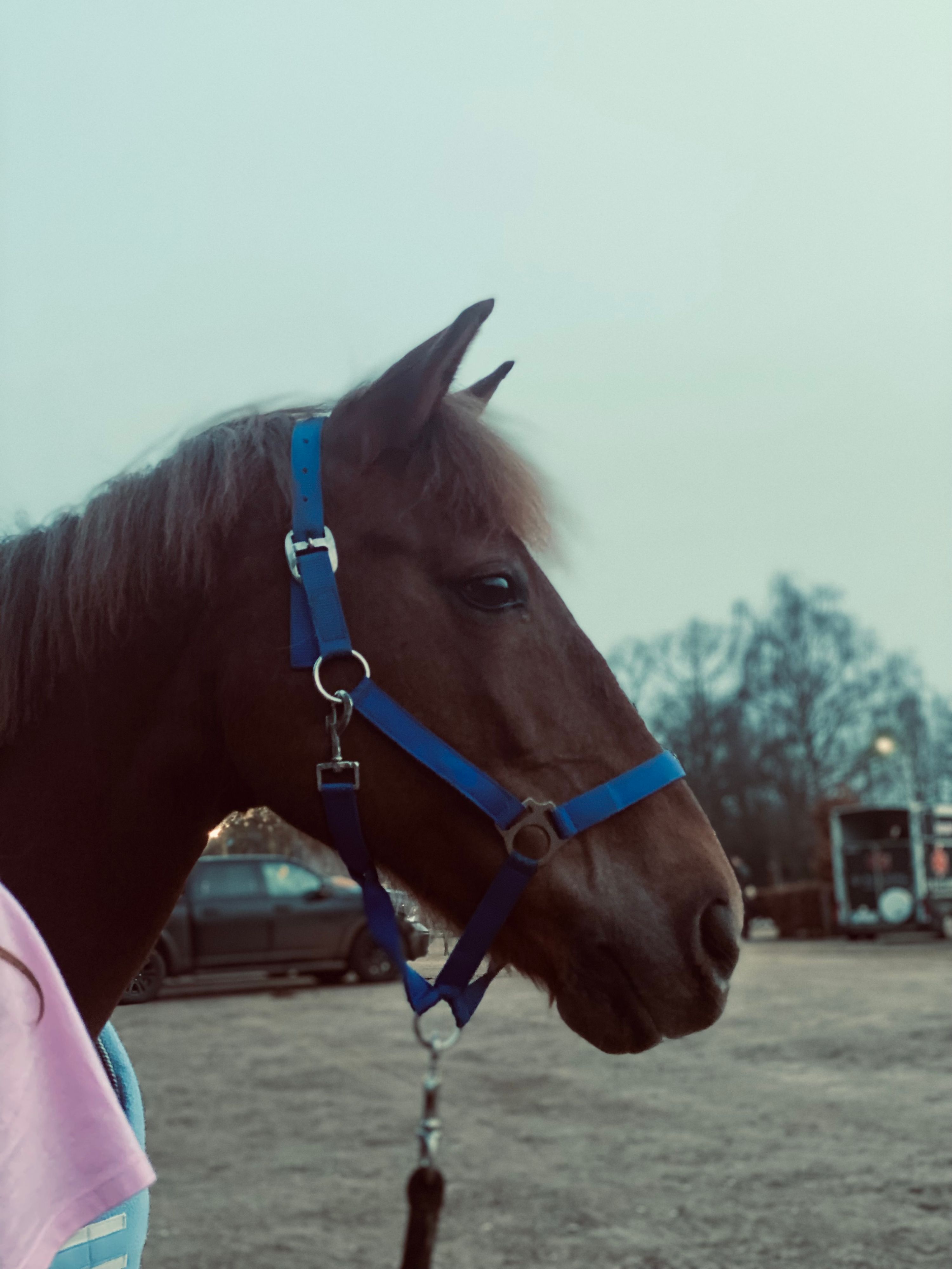 springpony merrie 17 Jahre alt vos zu verkaufen - Foto 6