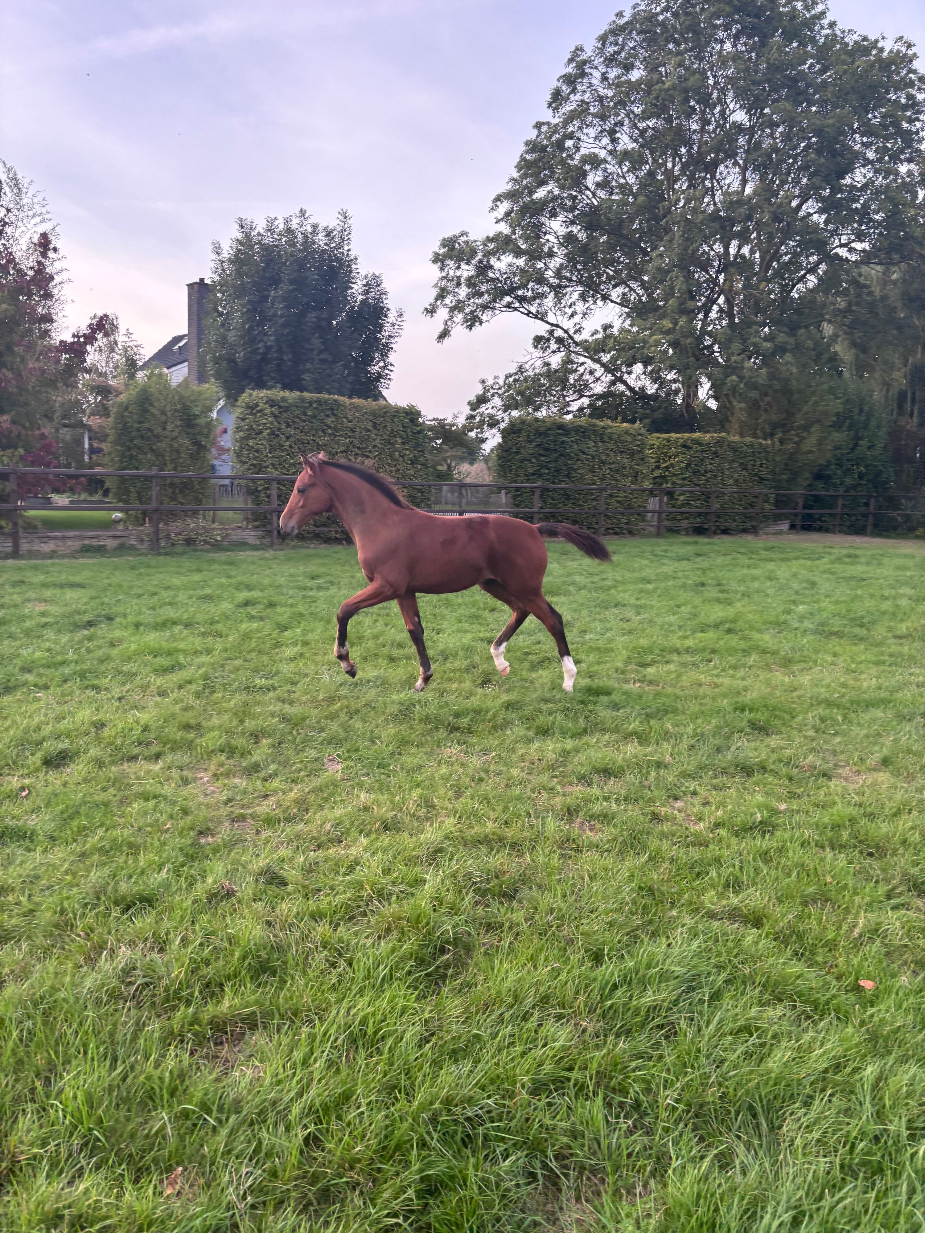 nrps dressuurpaard hengst 0 år bruin till salu - Foto 3