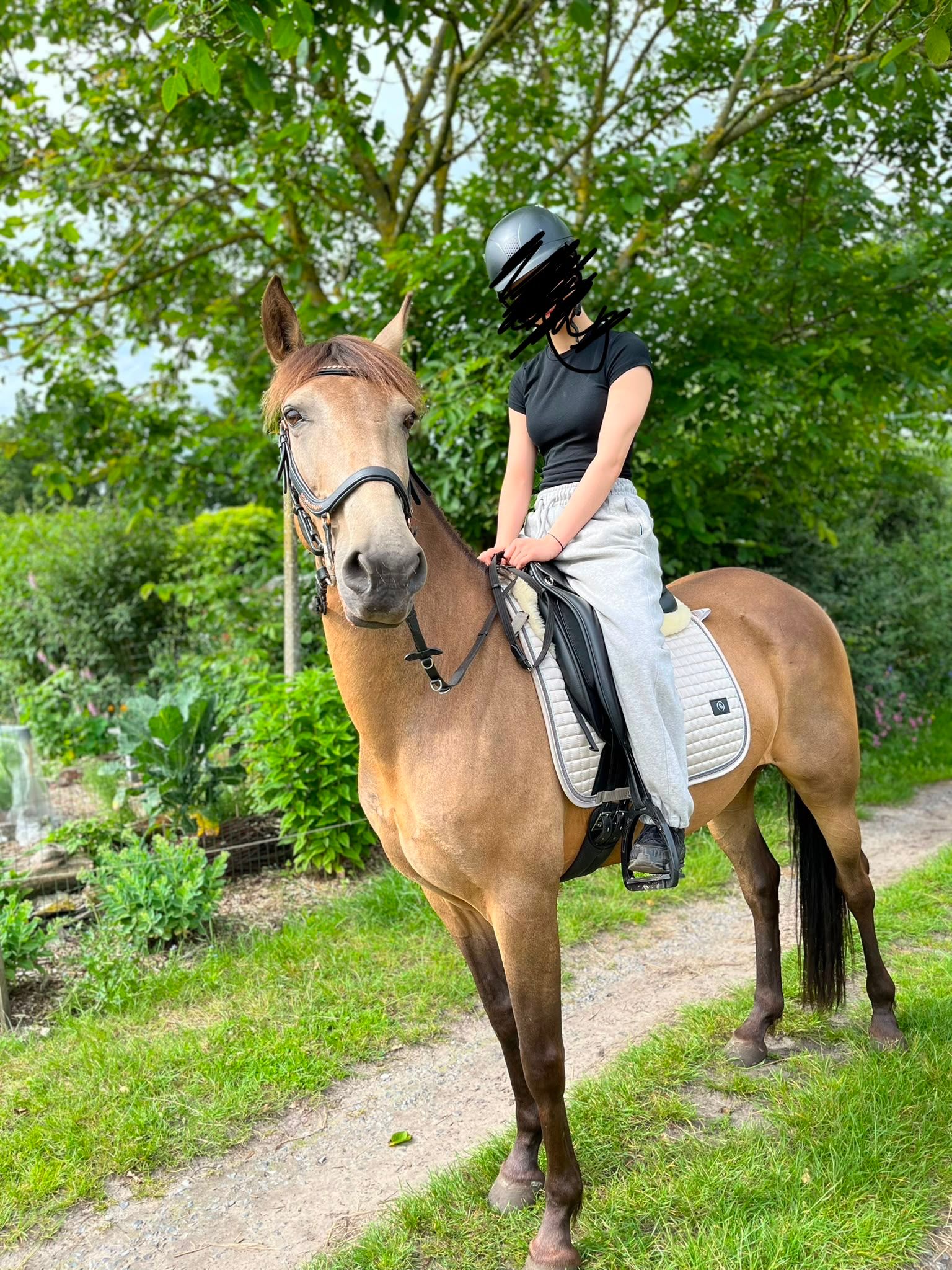 recreatie-pony merrie 8 jaar andere-kleur te koop - Foto 2