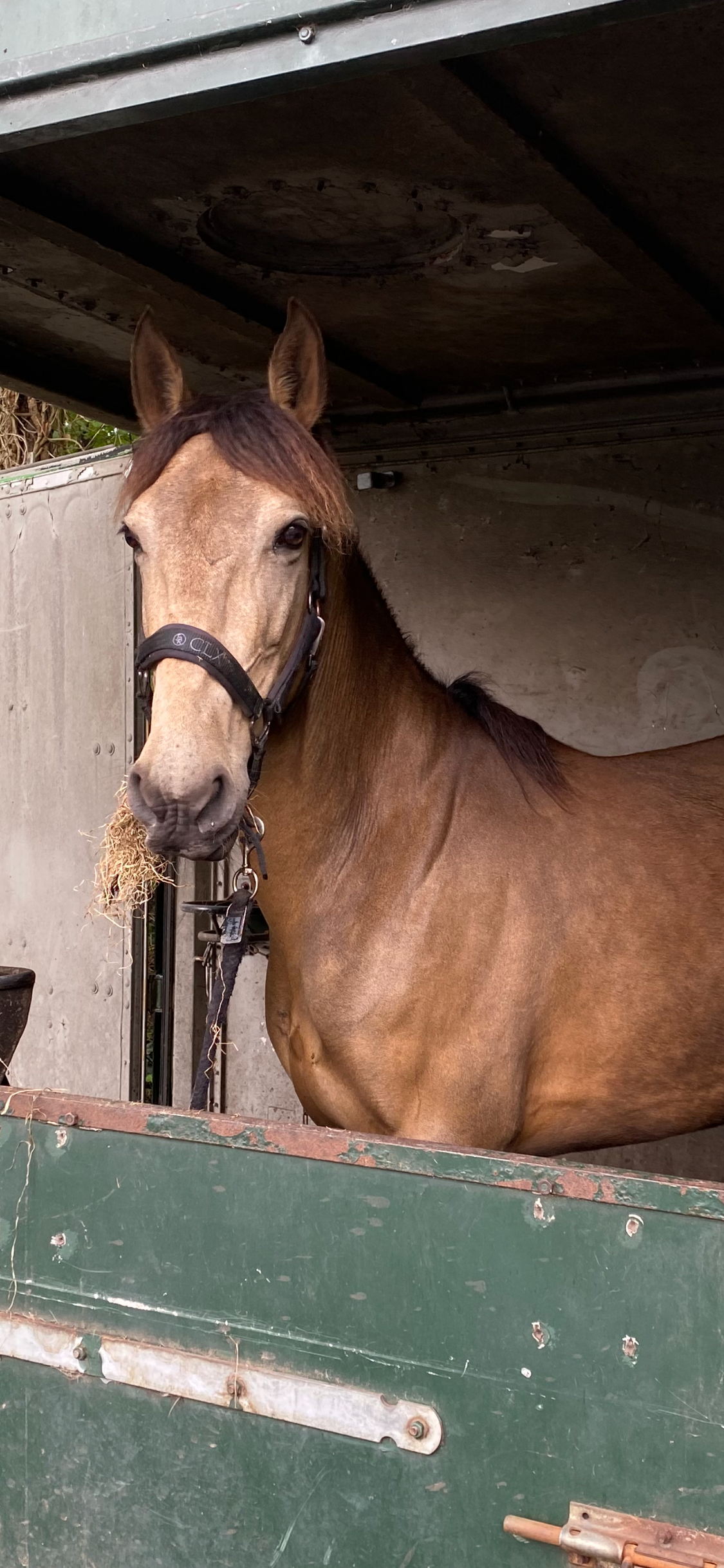 recreatie-pony merrie 8 jaar andere-kleur te koop - Foto 4