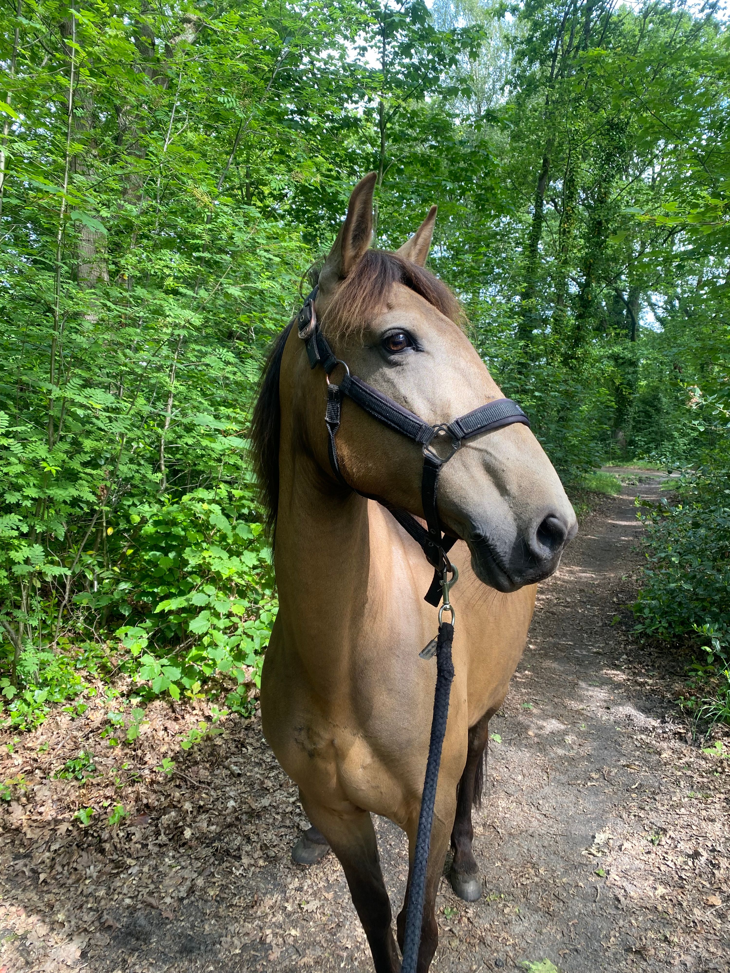 recreatie-pony merrie 8 jaar andere-kleur te koop - Foto 3