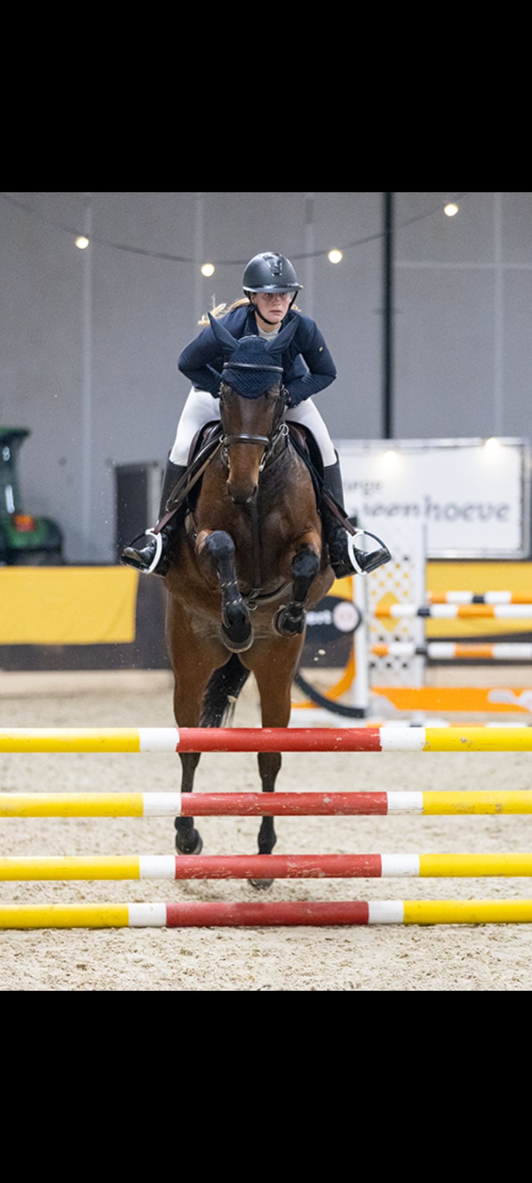 kwpn springpaard merrie 5 år bruin till salu - Foto 4