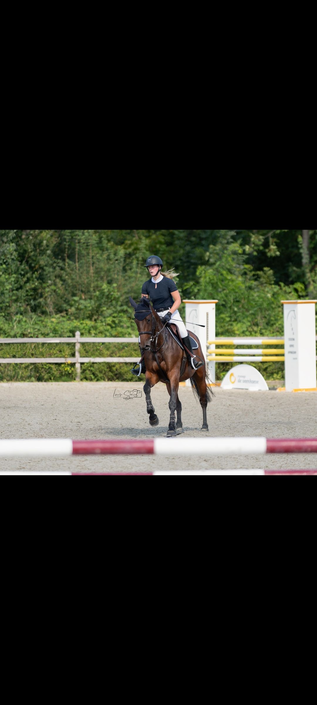 kwpn springpaard merrie 5 år bruin till salu - Foto 5