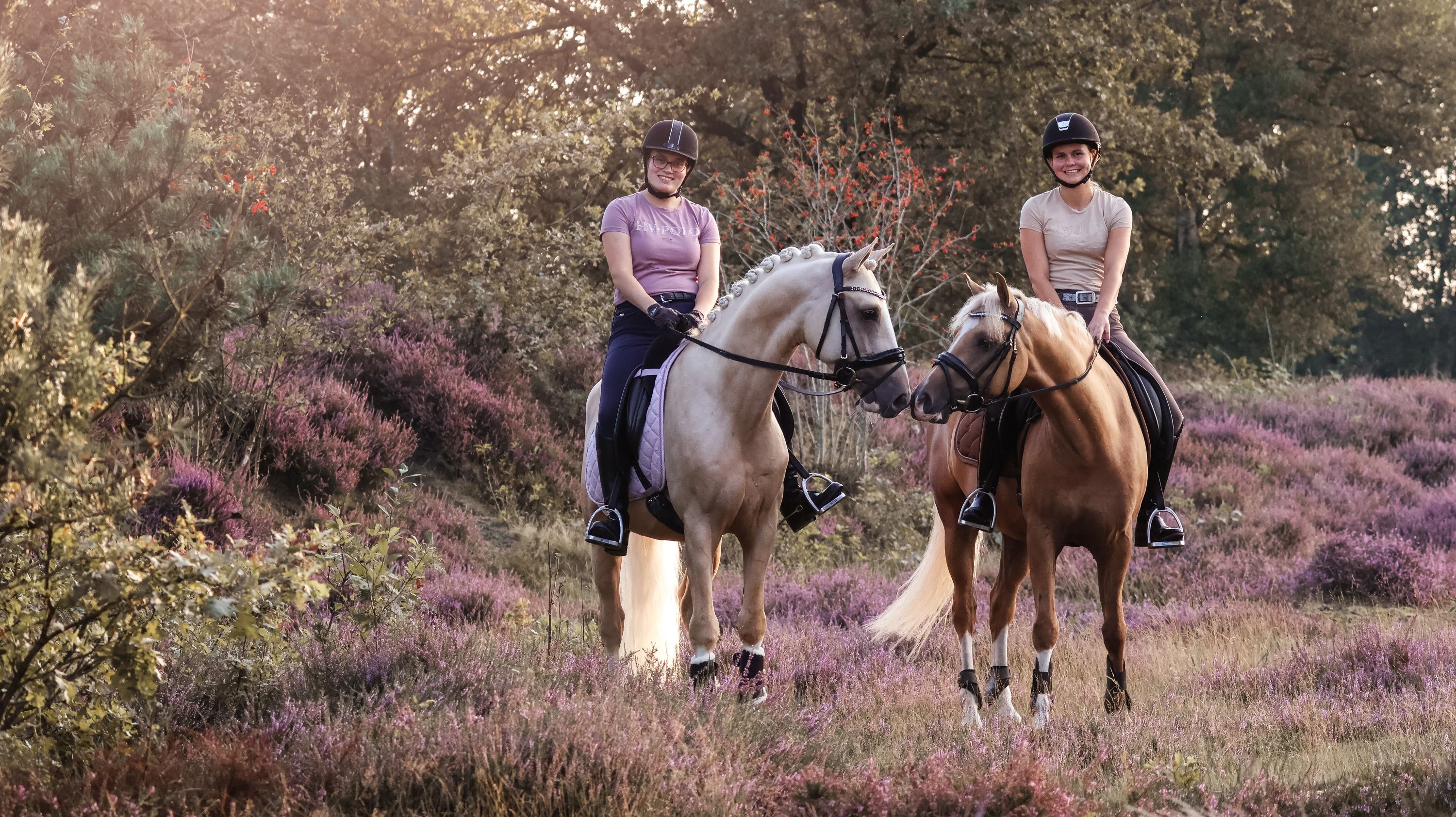 nrps dressuurpony hengst 6 Jahre alt palomino zu verkaufen - Foto 4