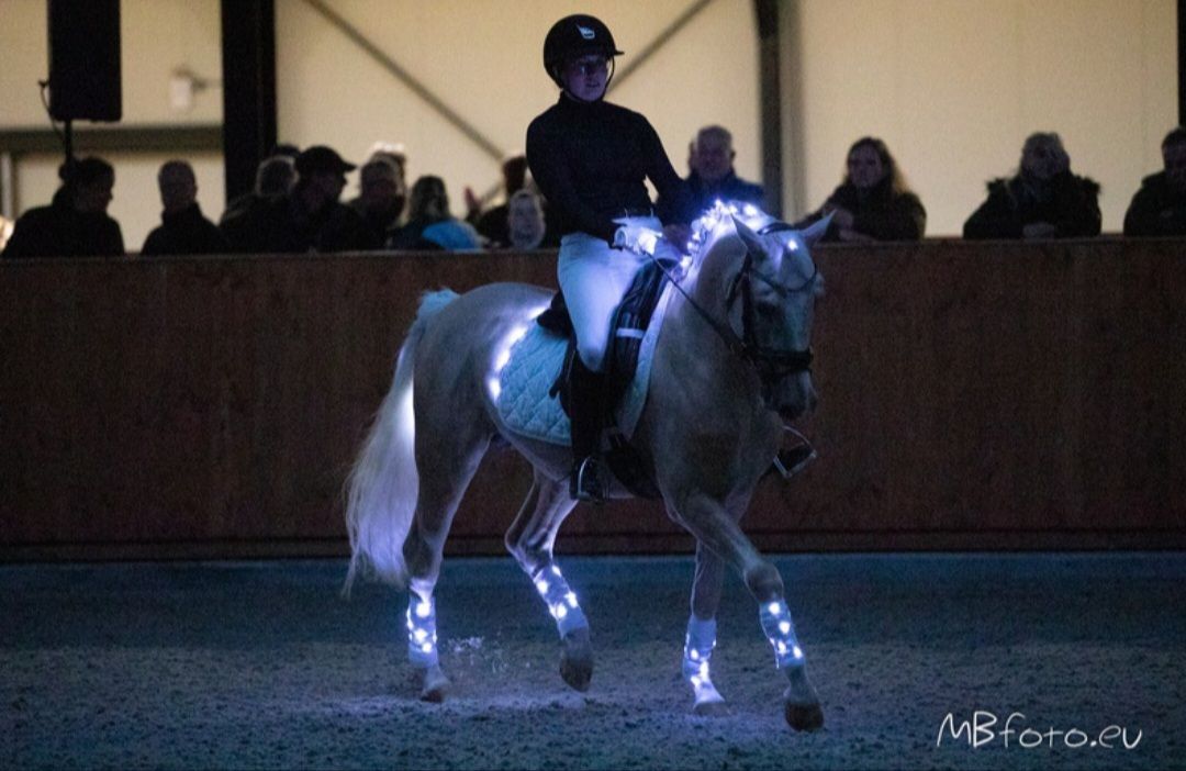 nrps dressuurpony hengst 6 Jahre alt palomino zu verkaufen - Foto 5