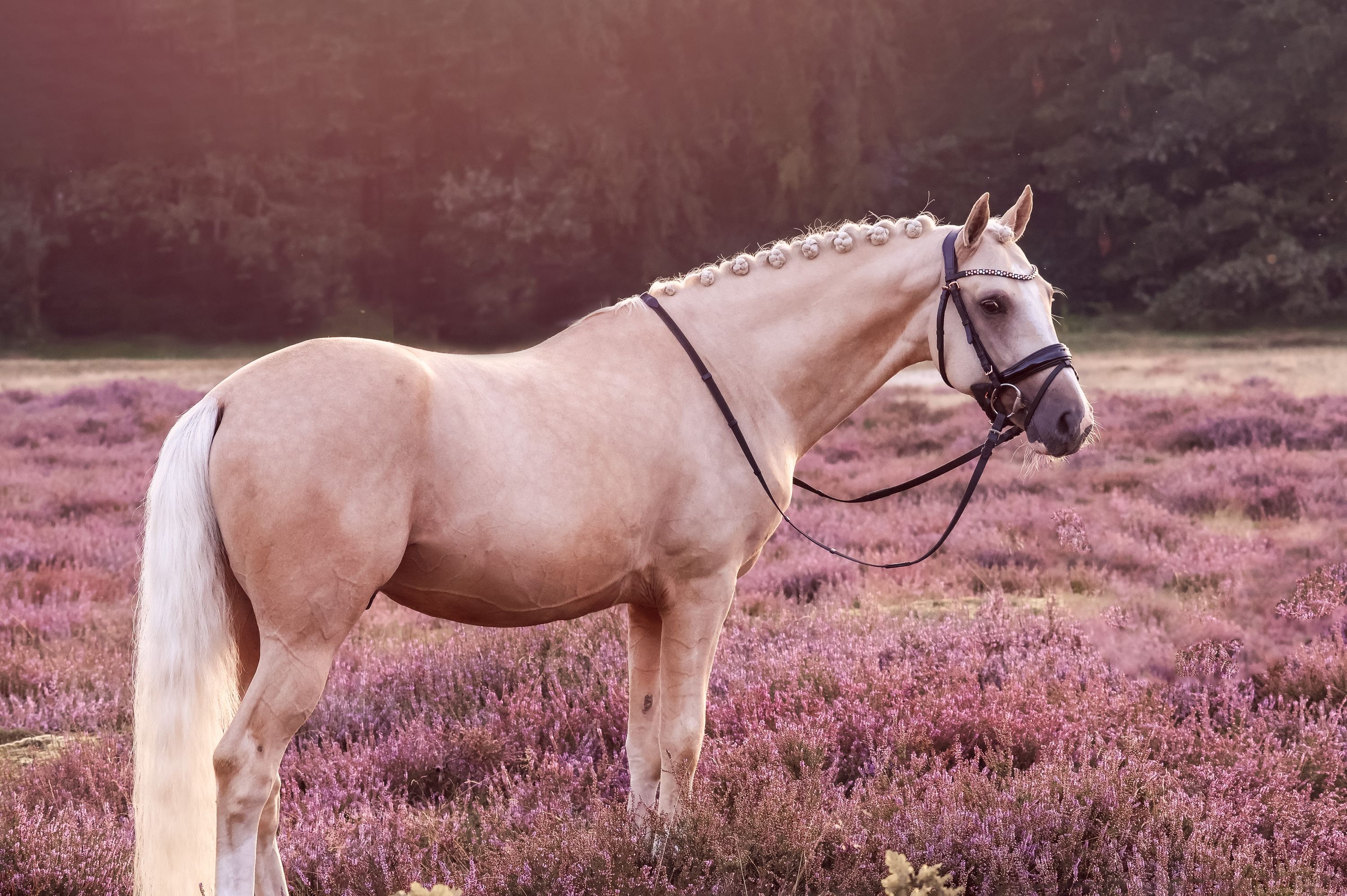 GOLDENES Pony mit goldenem Charakter
