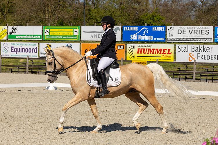 nrps dressuurpony hengst 6 Jahre alt palomino zu verkaufen - Foto 2