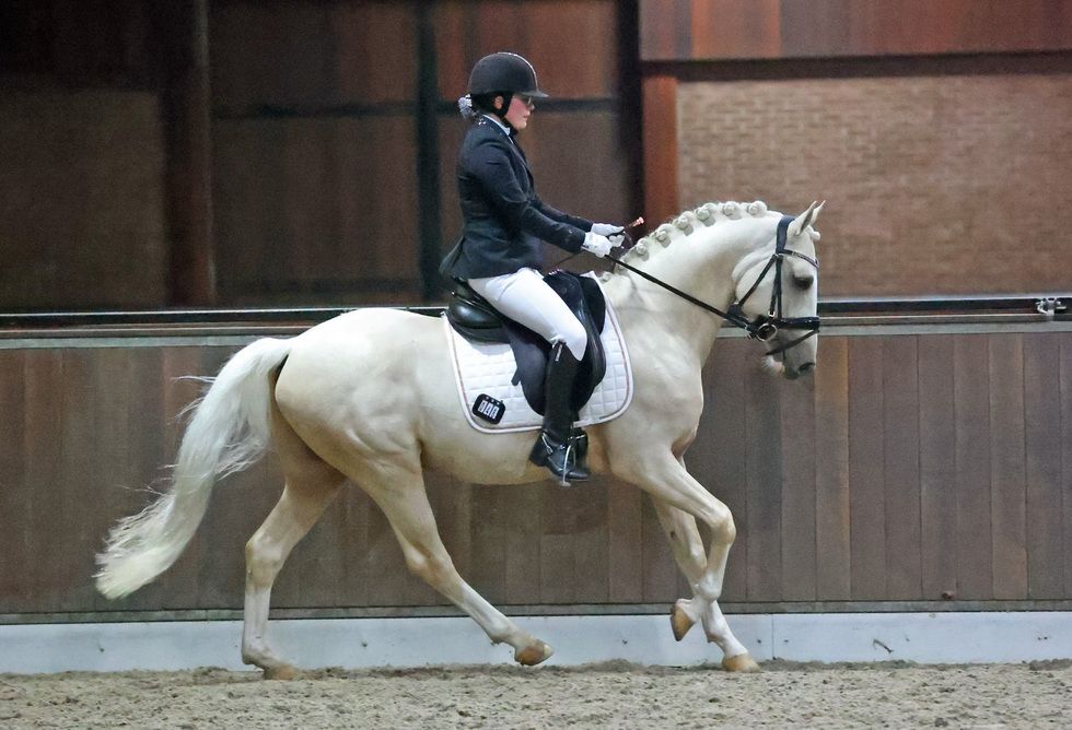 nrps dressuurpony hengst 6 Jahre alt palomino zu verkaufen - Foto 3