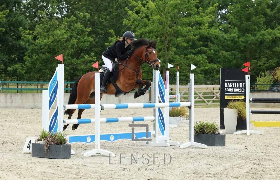 Top-D-Pony zu verkaufen