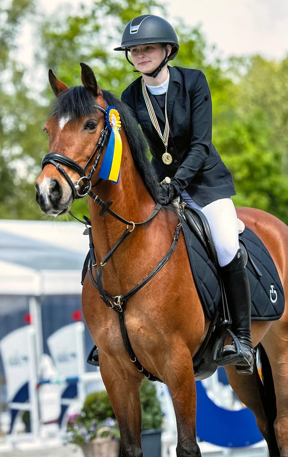 new-forest springpony ruin 17 Jahre alt bruin zu verkaufen - Foto 4