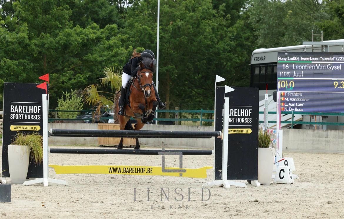new-forest springpony ruin 17 Jahre alt bruin zu verkaufen - Foto 2
