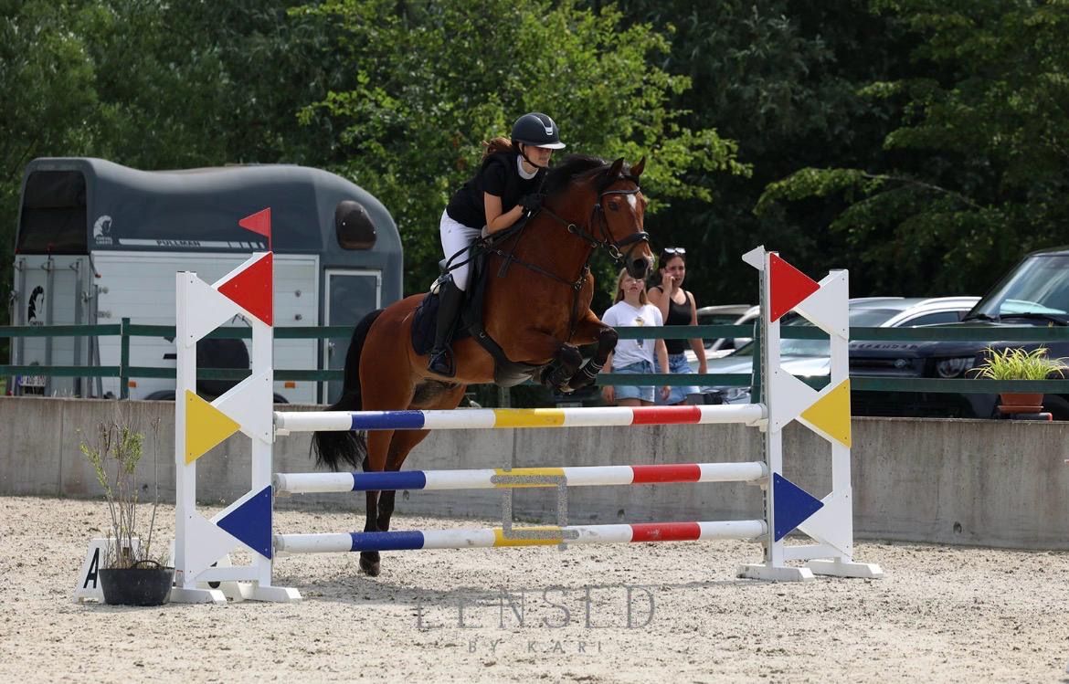new-forest springpony ruin 17 Jahre alt bruin zu verkaufen - Foto 3