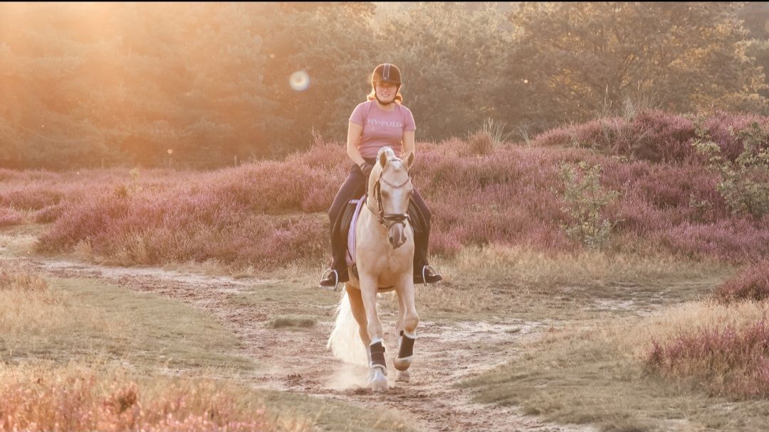 nrps dressuurpony hengst 6 Jahre alt palomino zu verkaufen - Foto 6