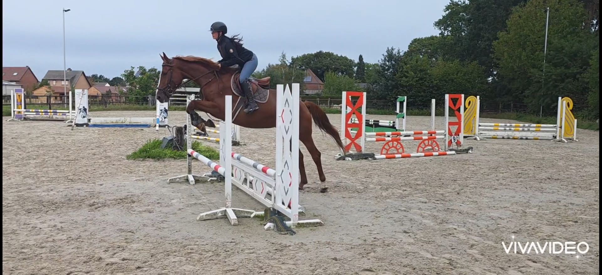 bwp springpaard merrie 8 Jahre alt vos zu verkaufen - Foto 2
