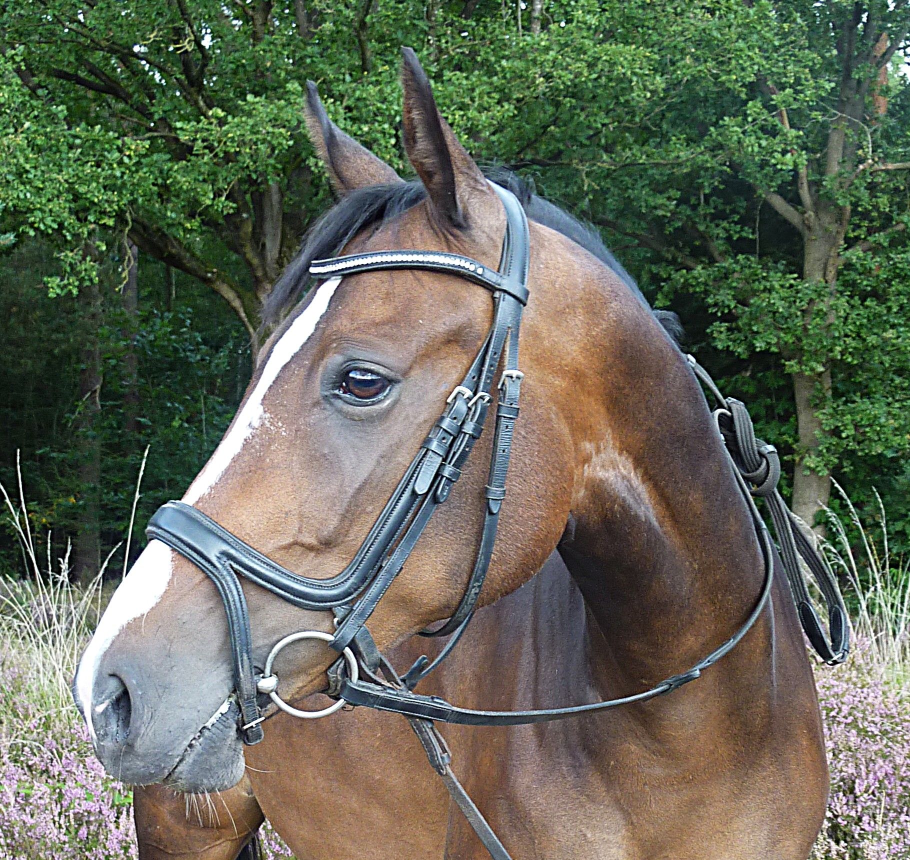nrps allround-pony merrie 10 Jahre alt donkerbruin zu verkaufen - Foto 2