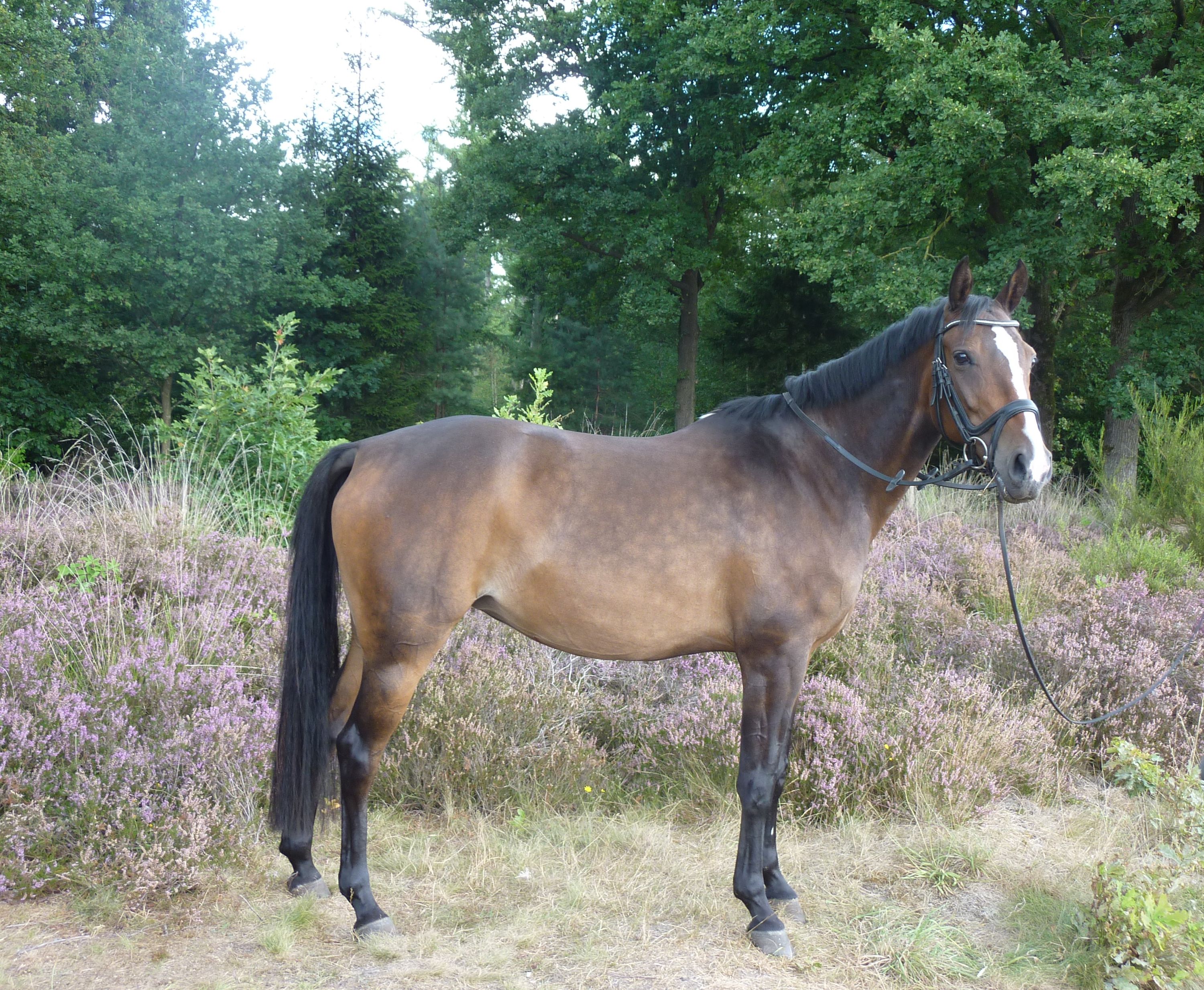 Allround-D-Pony
