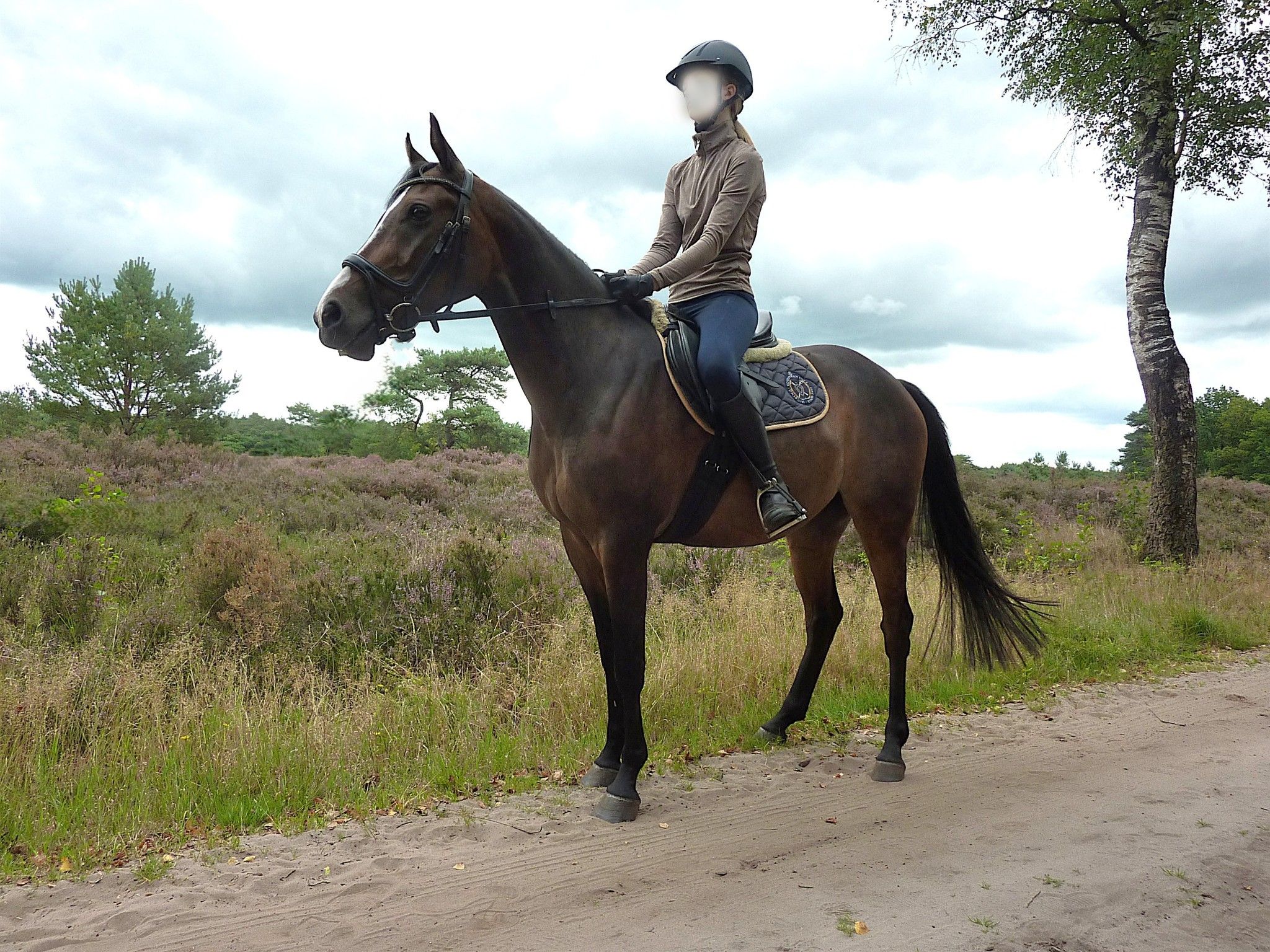 nrps allround-pony merrie 10 Jahre alt donkerbruin zu verkaufen - Foto 4