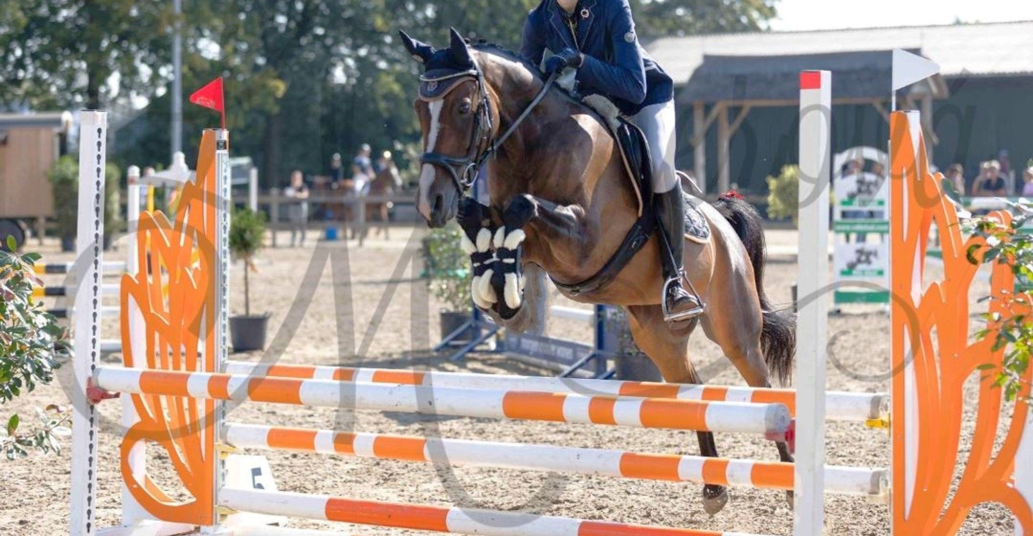nrps allround-pony merrie 10 Jahre alt donkerbruin zu verkaufen - Foto 3