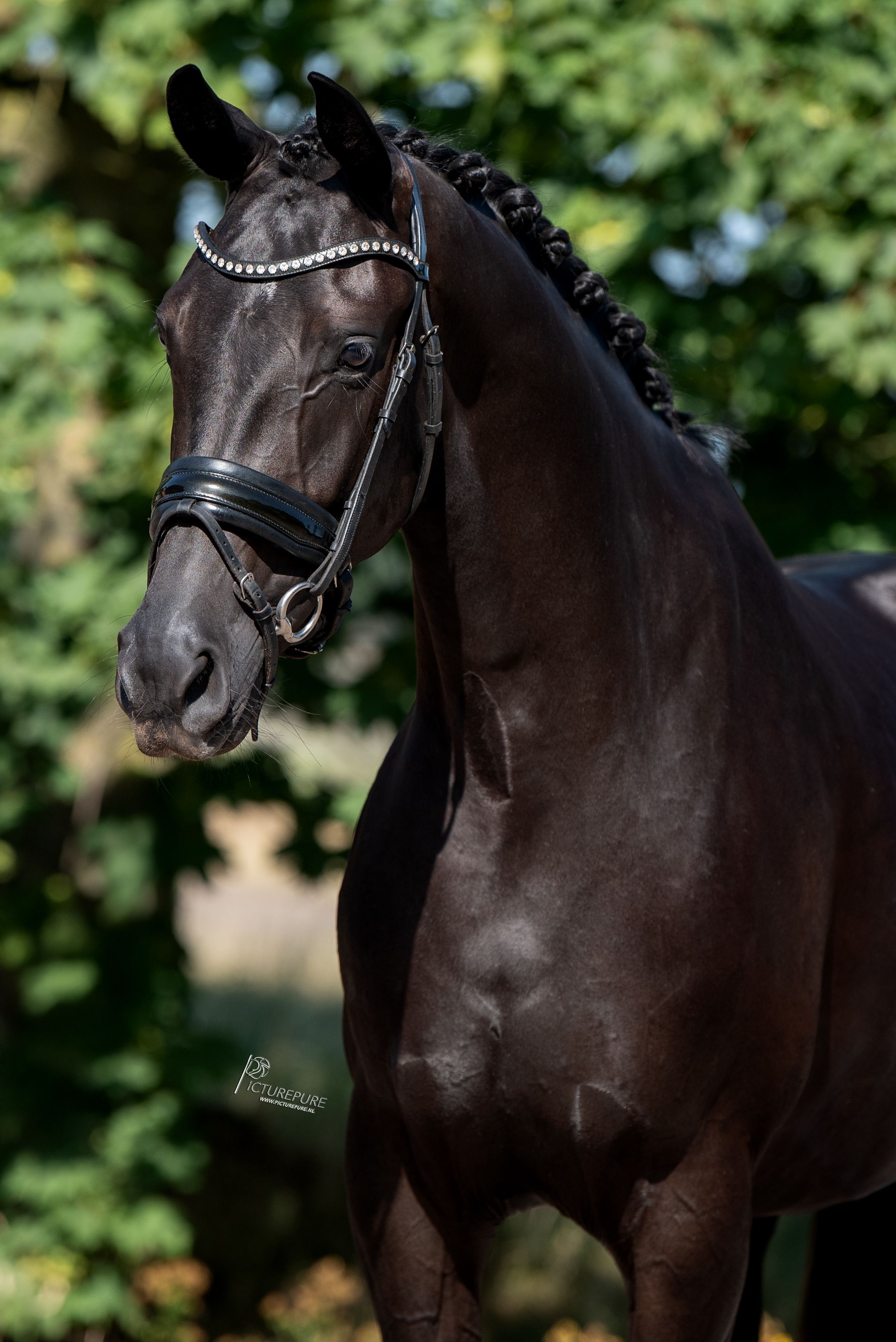 kwpn dressuurpaard merrie 4 Jahre alt zwart zu verkaufen - Foto 2