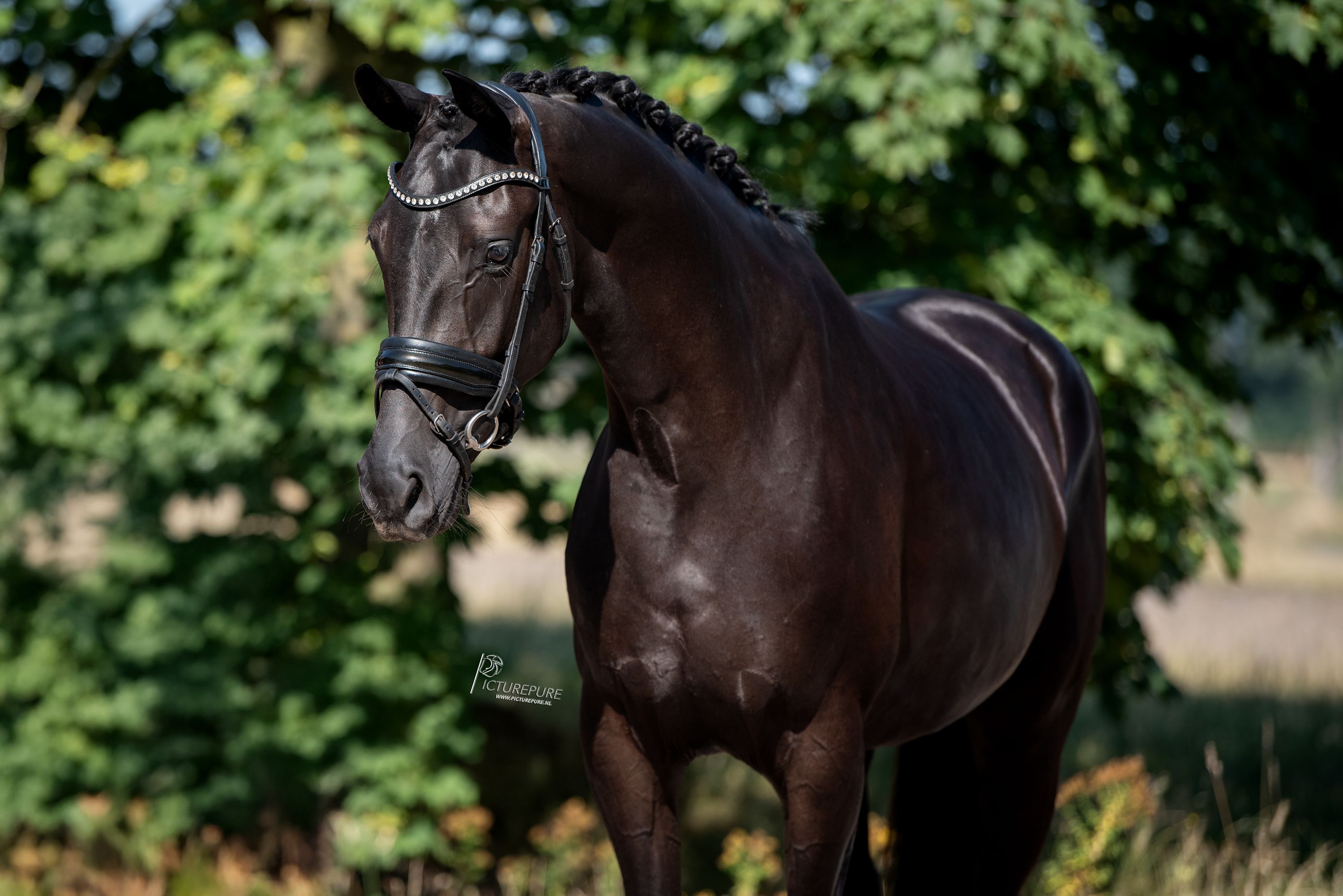 kwpn dressuurpaard merrie 4 Jahre alt zwart zu verkaufen - Foto 3