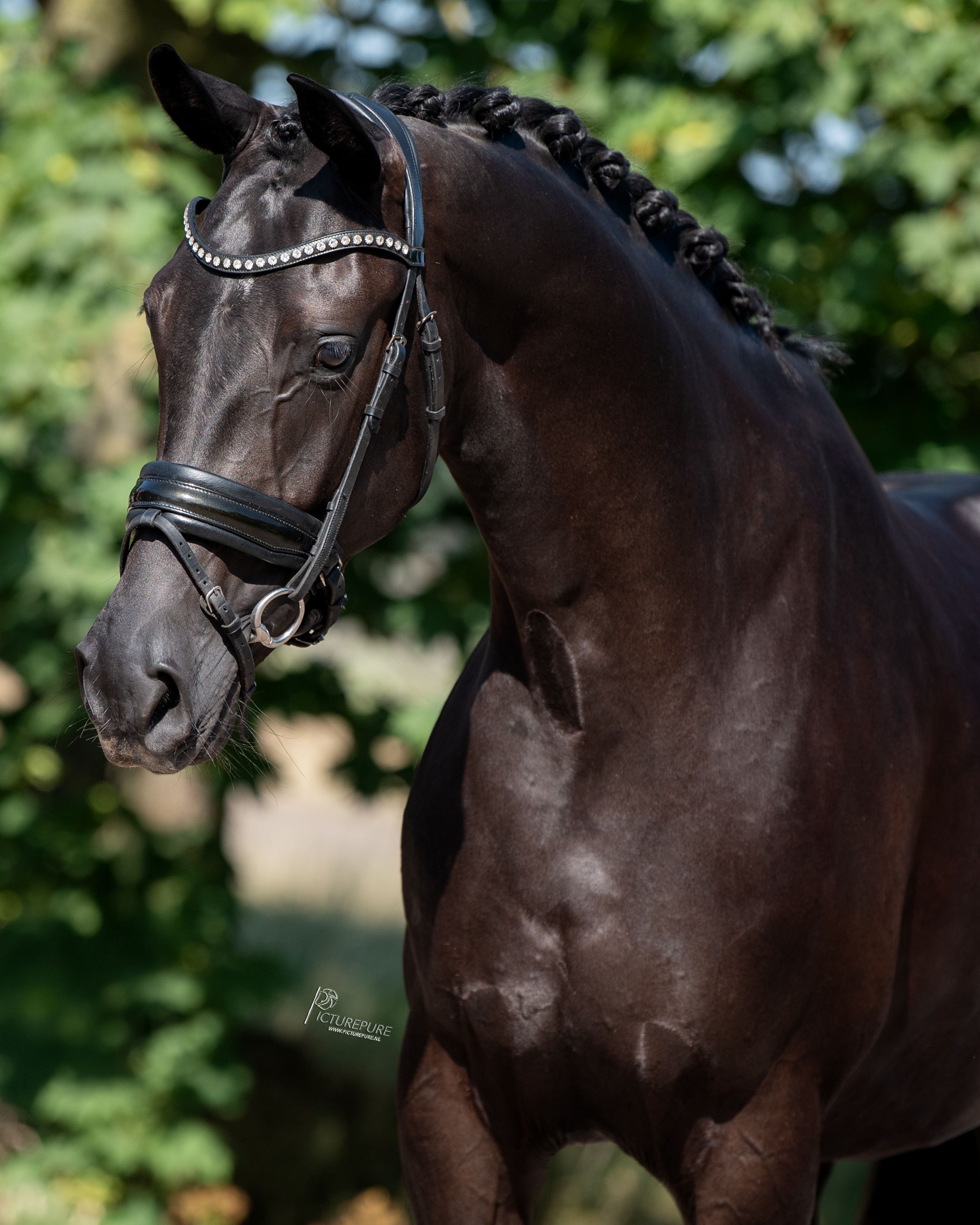 kwpn dressuurpaard merrie 4 Jahre alt zwart zu verkaufen - Foto 4