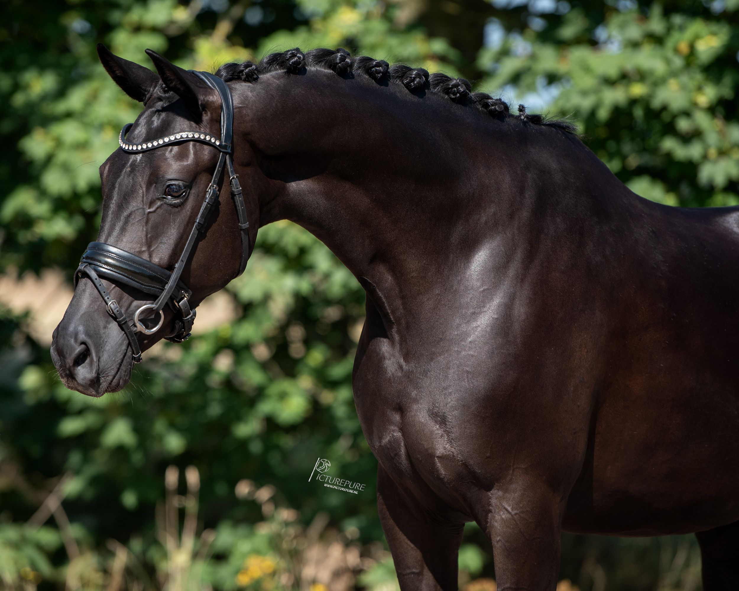 kwpn dressuurpaard merrie 4 Jahre alt zwart zu verkaufen - Foto 5
