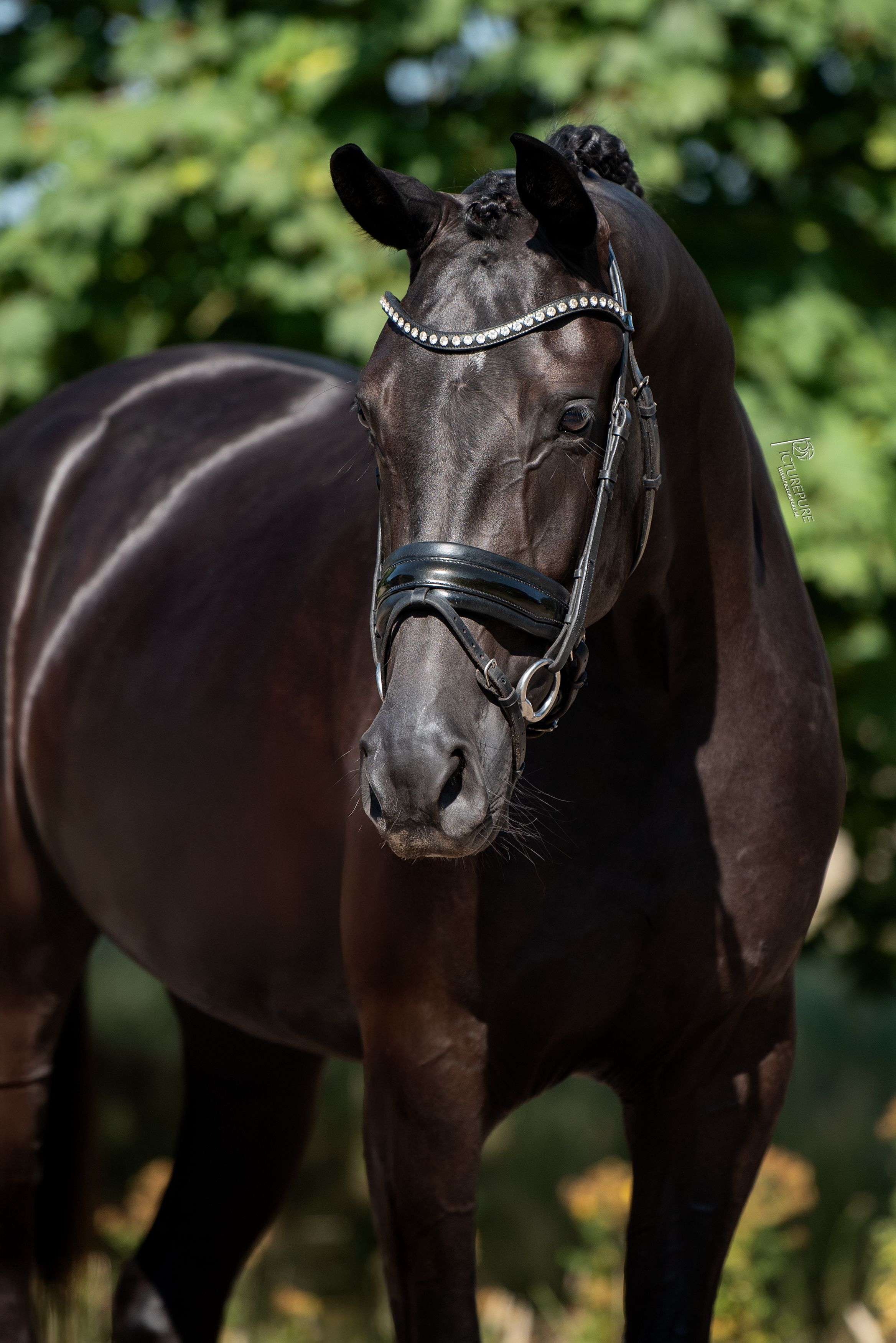 kwpn dressuurpaard merrie 4 Jahre alt zwart zu verkaufen - Foto 6
