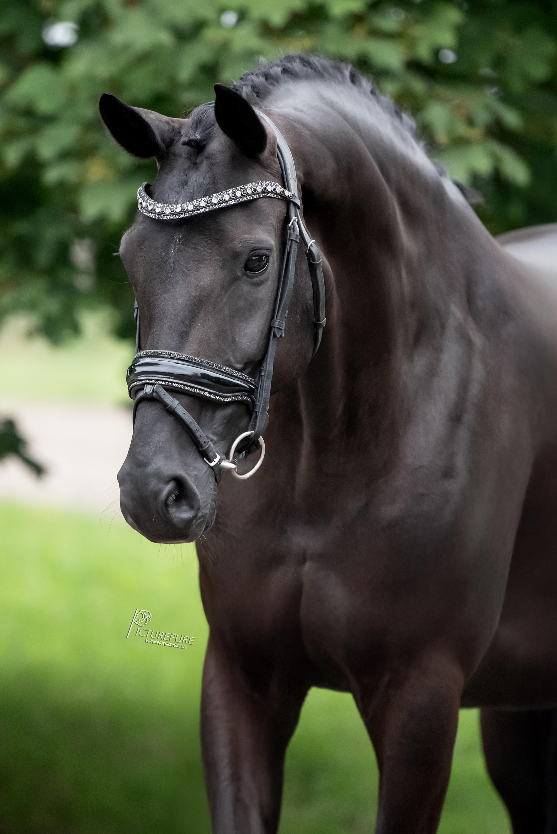 ✨ Traumstute-Alarm! Absoluter Blickfang von GLOCK’s Toto Jr. x Krack C ✨