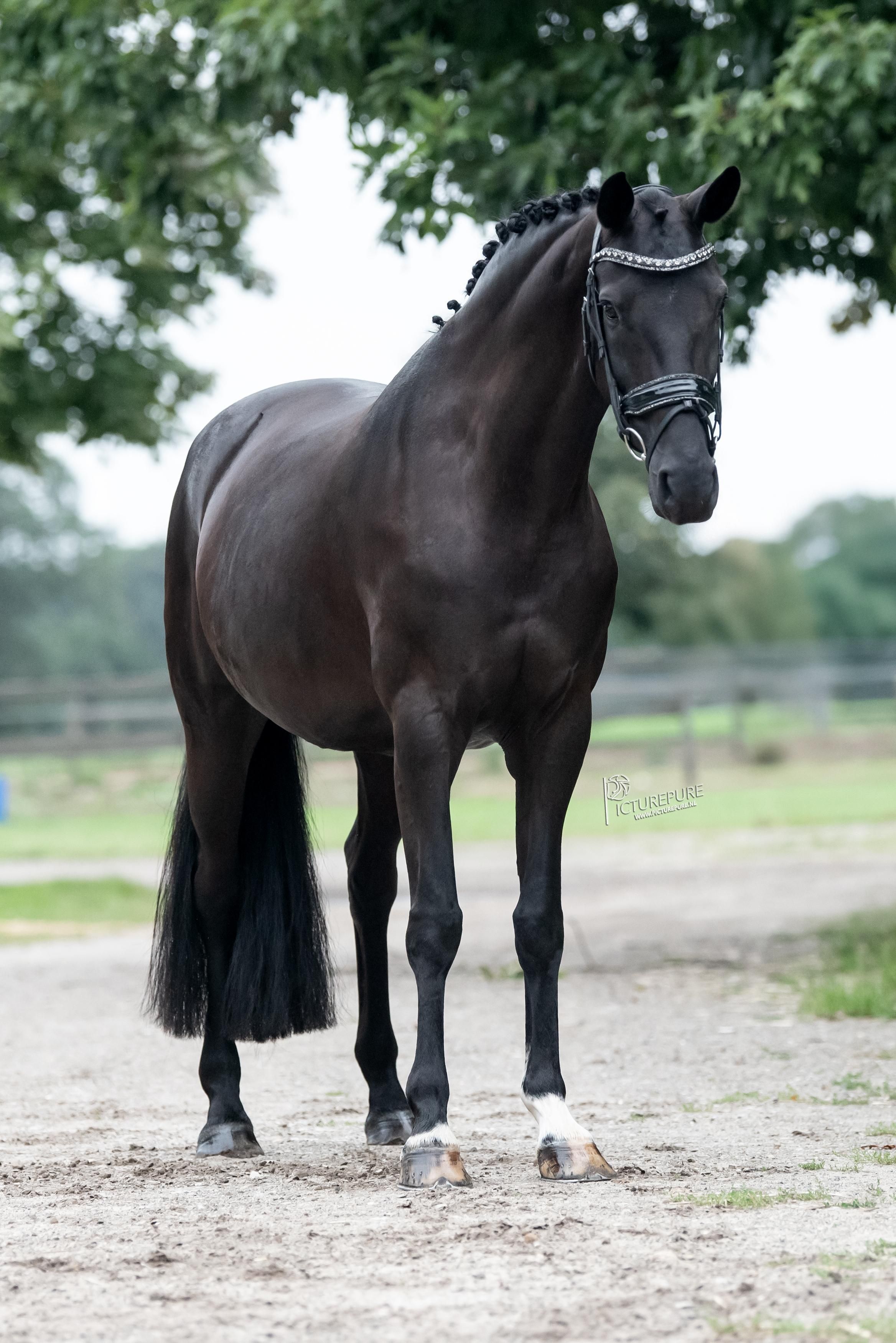 kwpn dressuurpaard merrie 9 Jahre alt zwart zu verkaufen - Foto 2