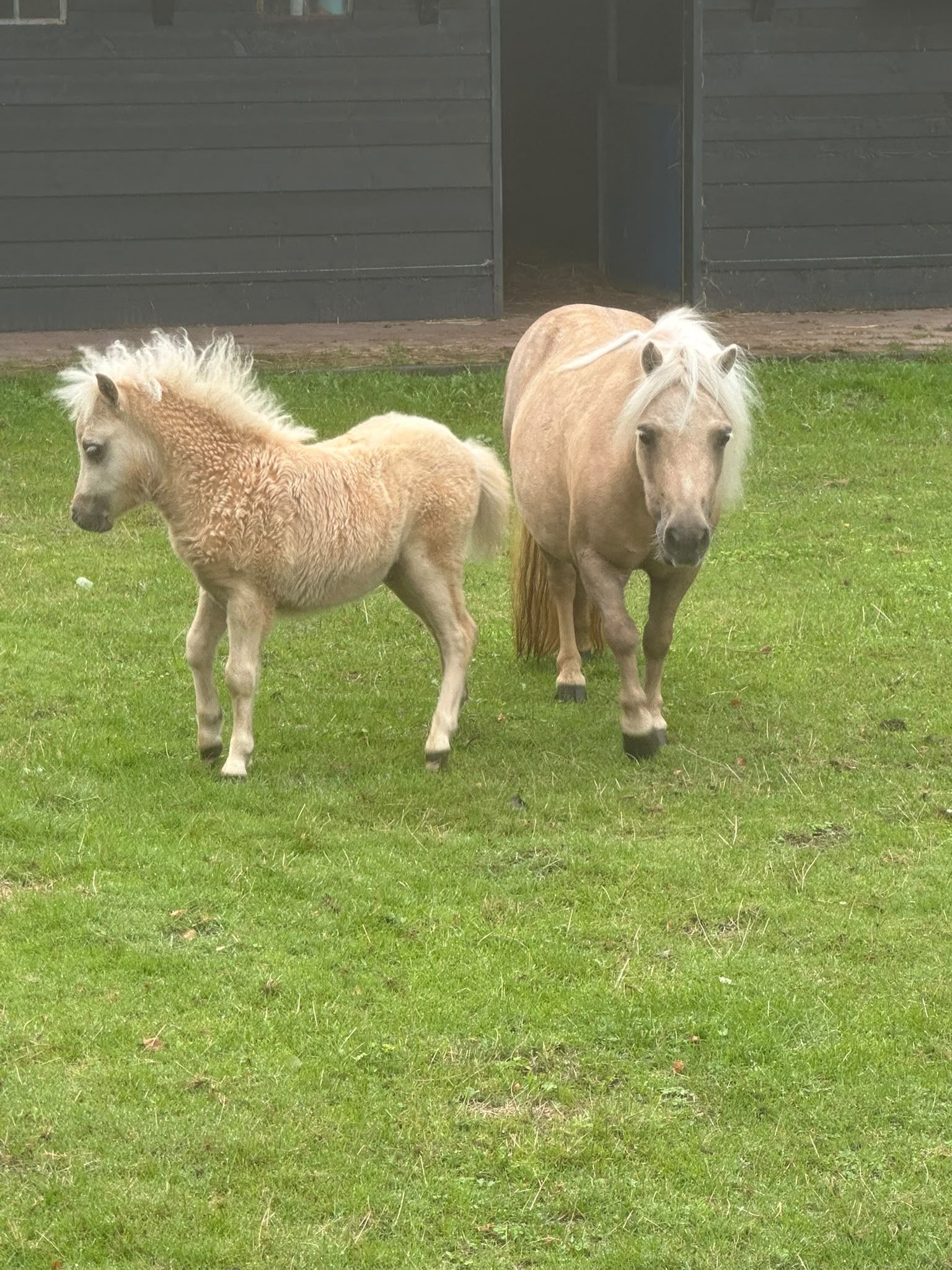 shetland pony hengst 0 jaar palomino te koop - Foto 6