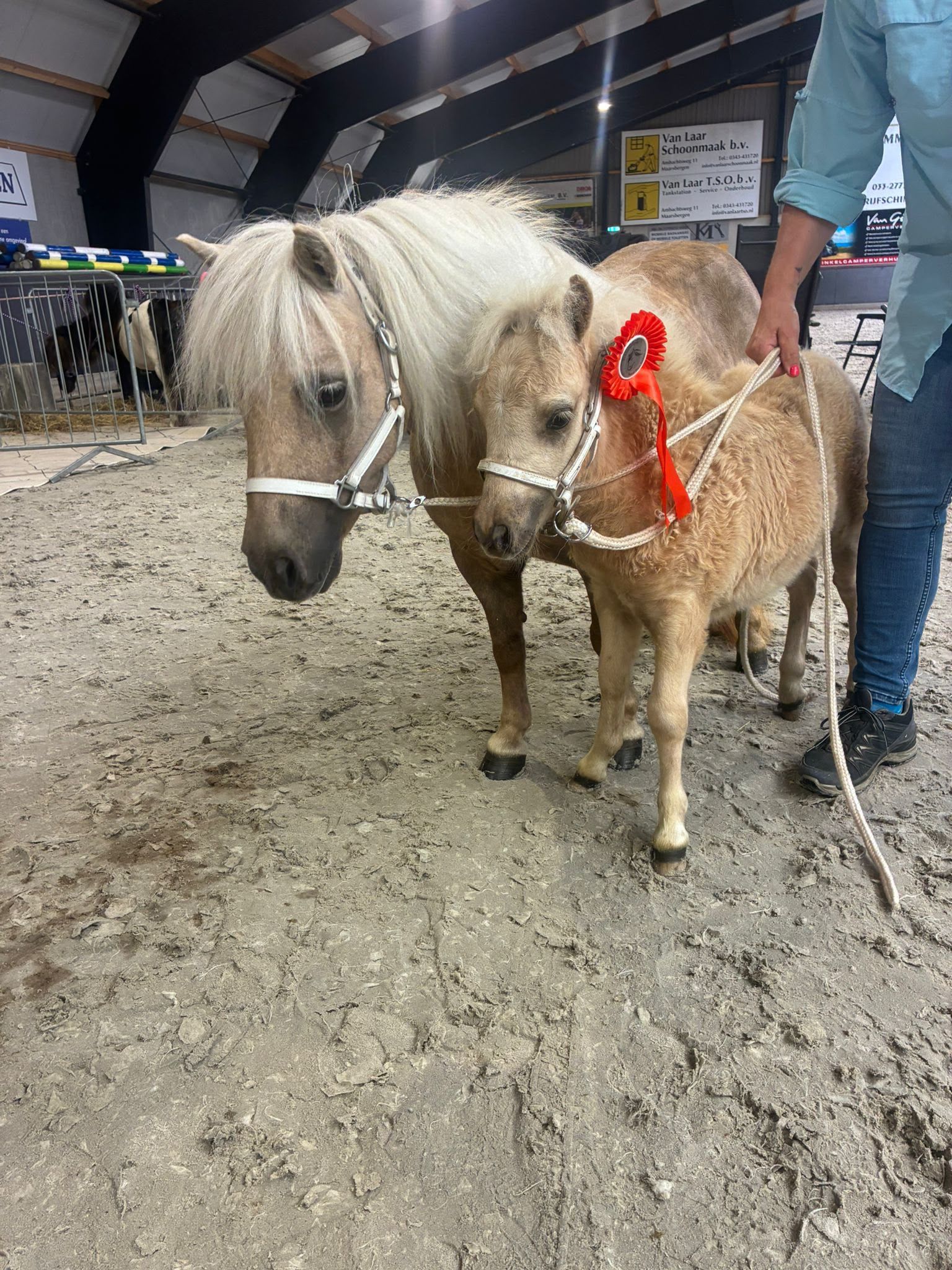 shetland pony hengst 0 jaar palomino te koop - Foto 2