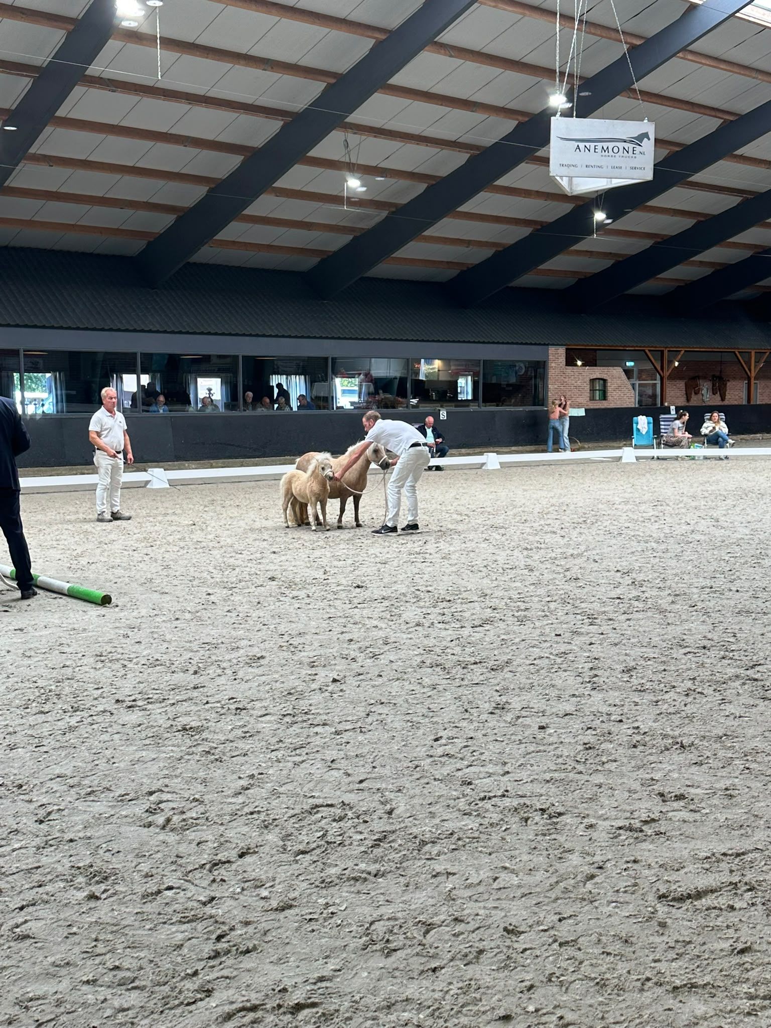 shetland pony hengst 0 jaar palomino te koop - Foto 4