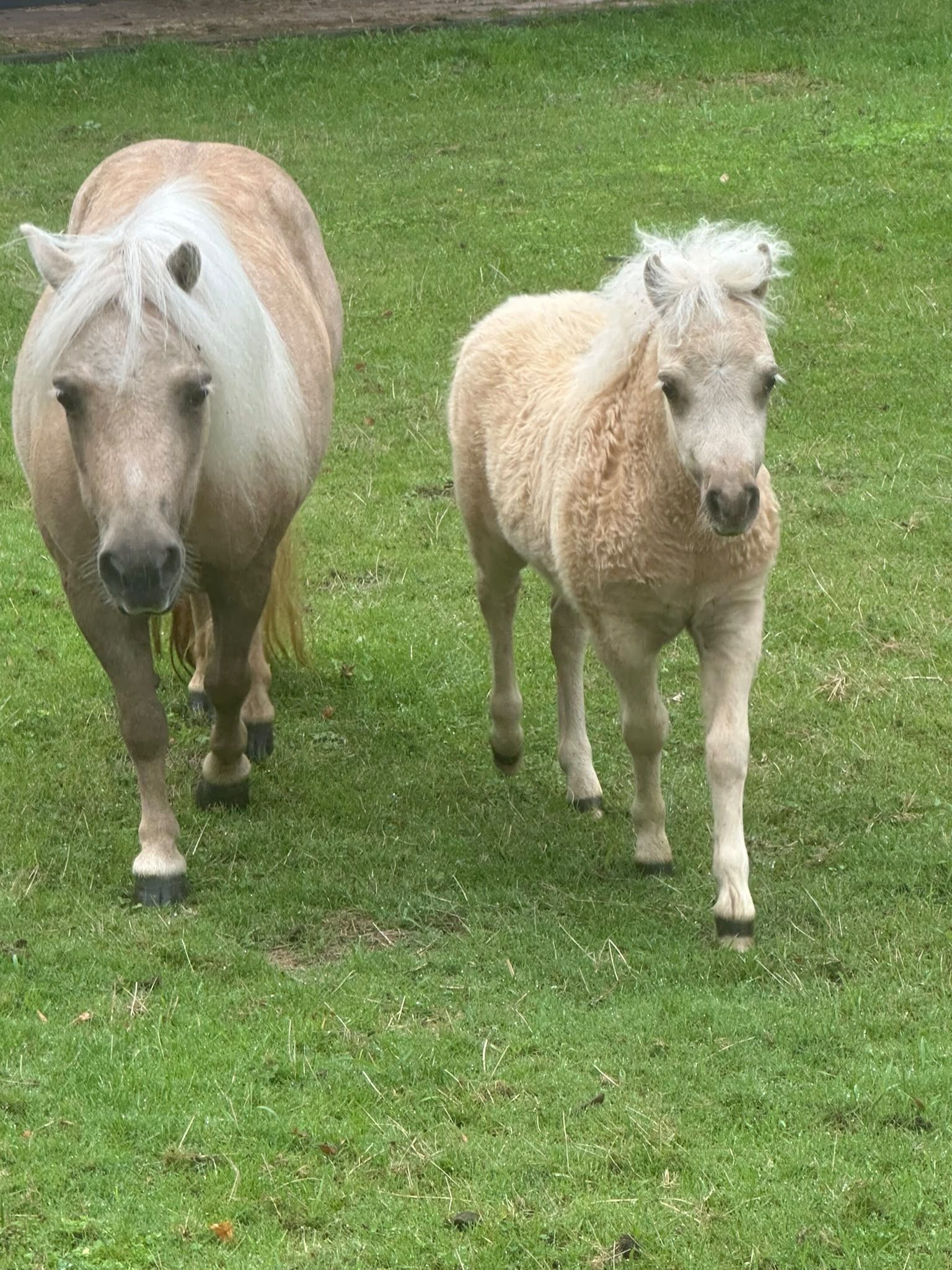 shetland pony hengst 0 jaar palomino te koop - Foto 3