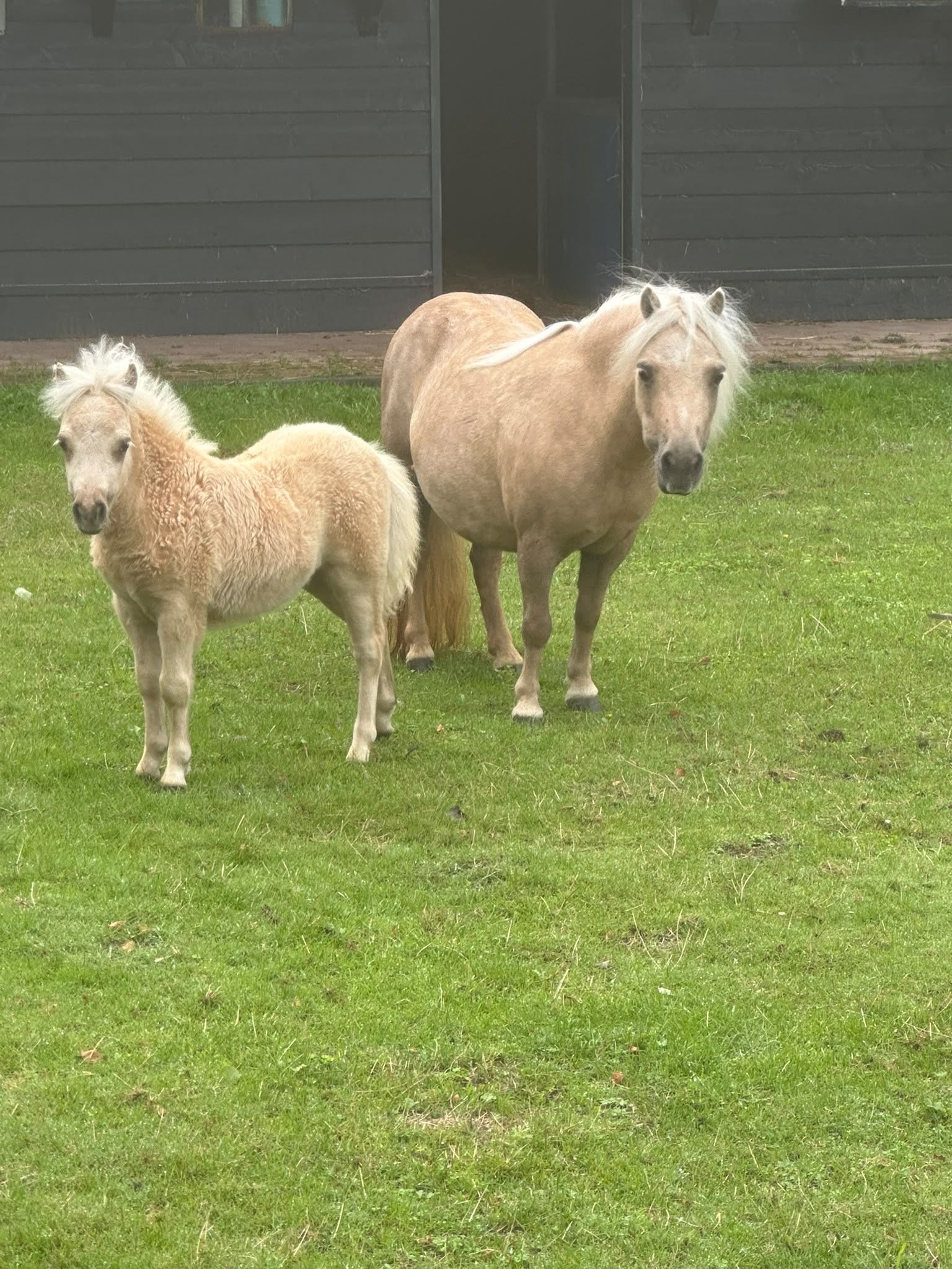 shetland pony hengst 0 jaar palomino te koop - Foto 5